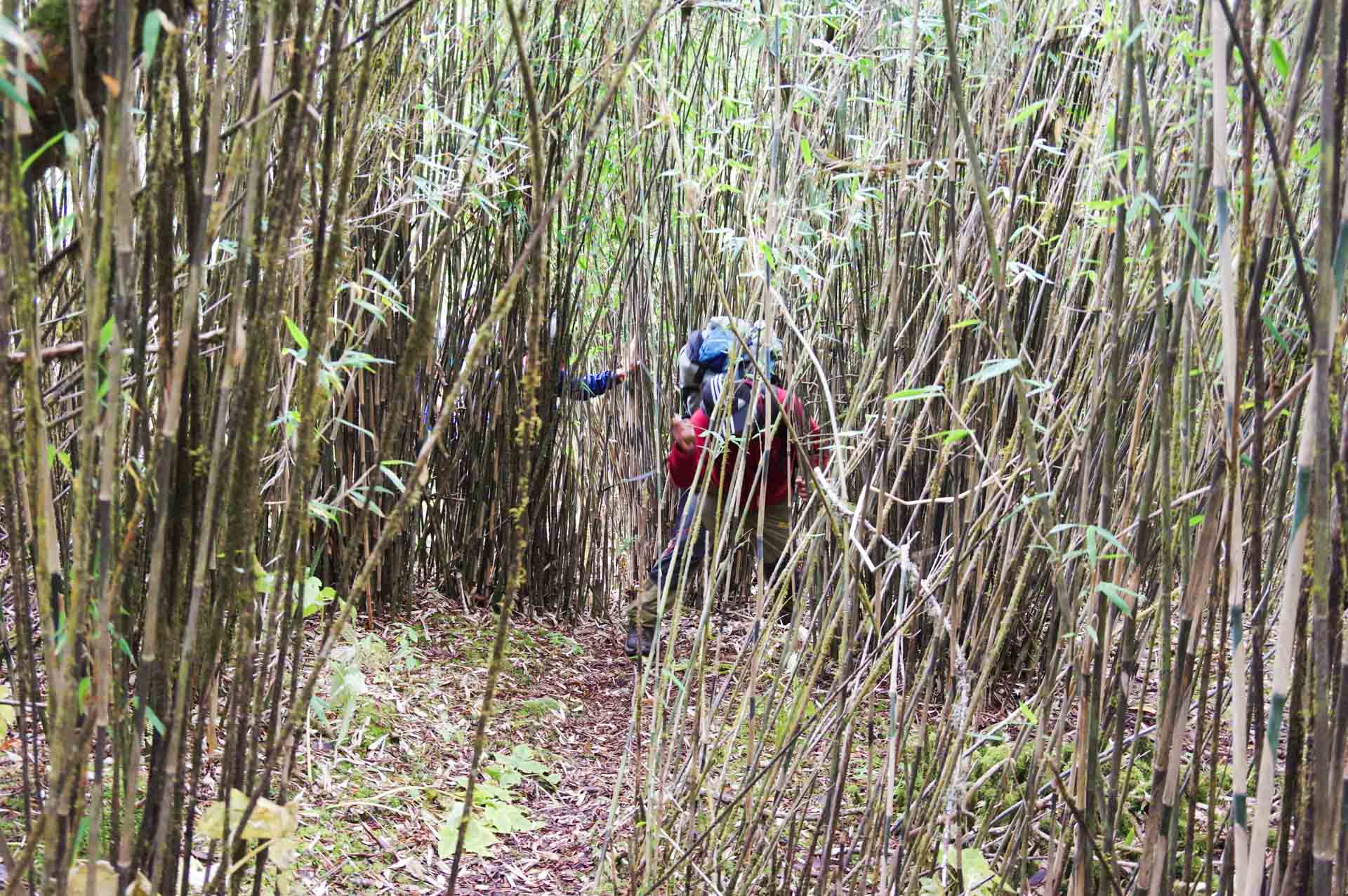 On Walking Tracks in Australia, Tim Macartney-Snape, bamboo, hiker, path