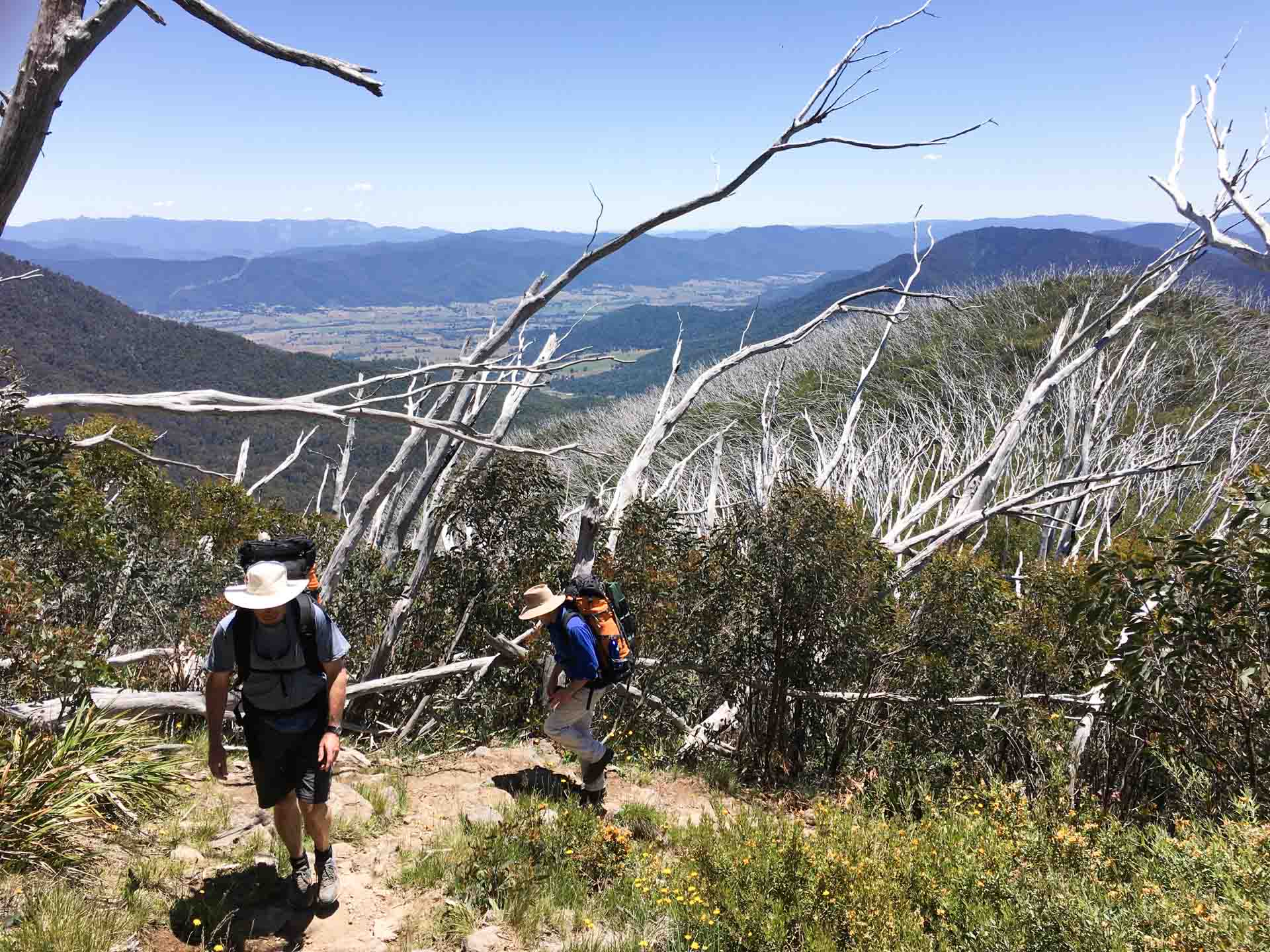 On Walking Tracks in Australia, Tim Macartney-Snape, treeline, mountains, hike