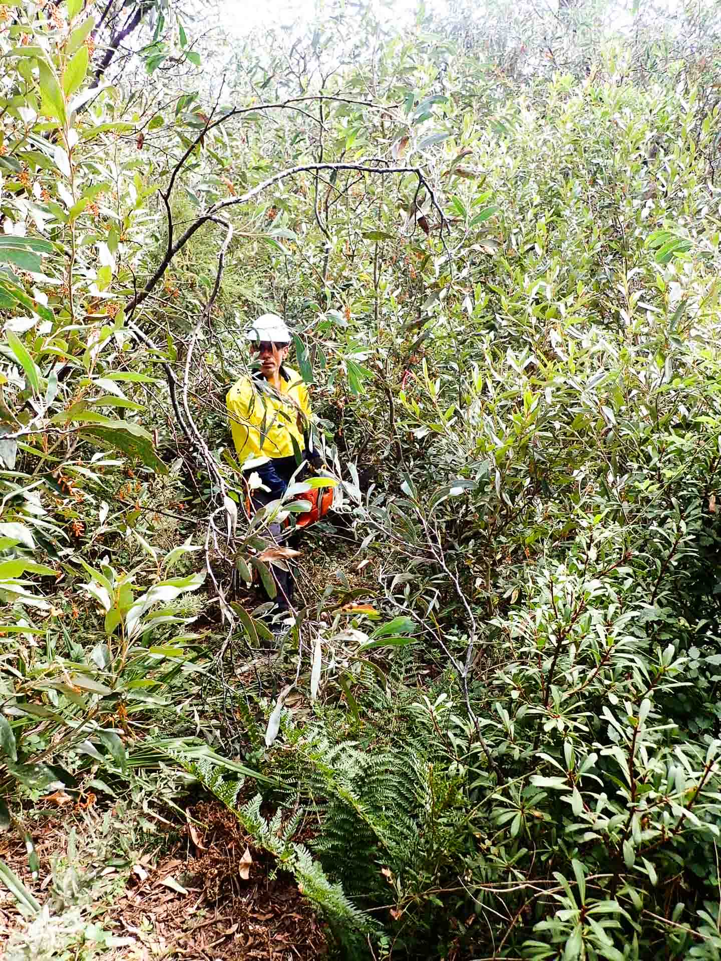 On Walking Tracks in Australia, Tim Macartney-Snape, track maintenance, person