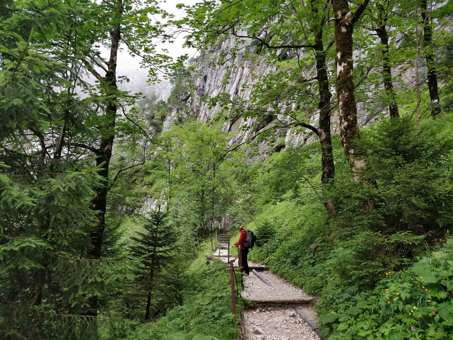 Hiking Above Germany’s Melting Glaciers During Europe’s Record-Breaking Summer, Wendy Bruere, 2019, forest, person, hiking