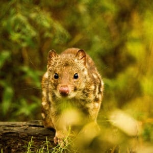 Spotted Quoll image by Leon Cole 2