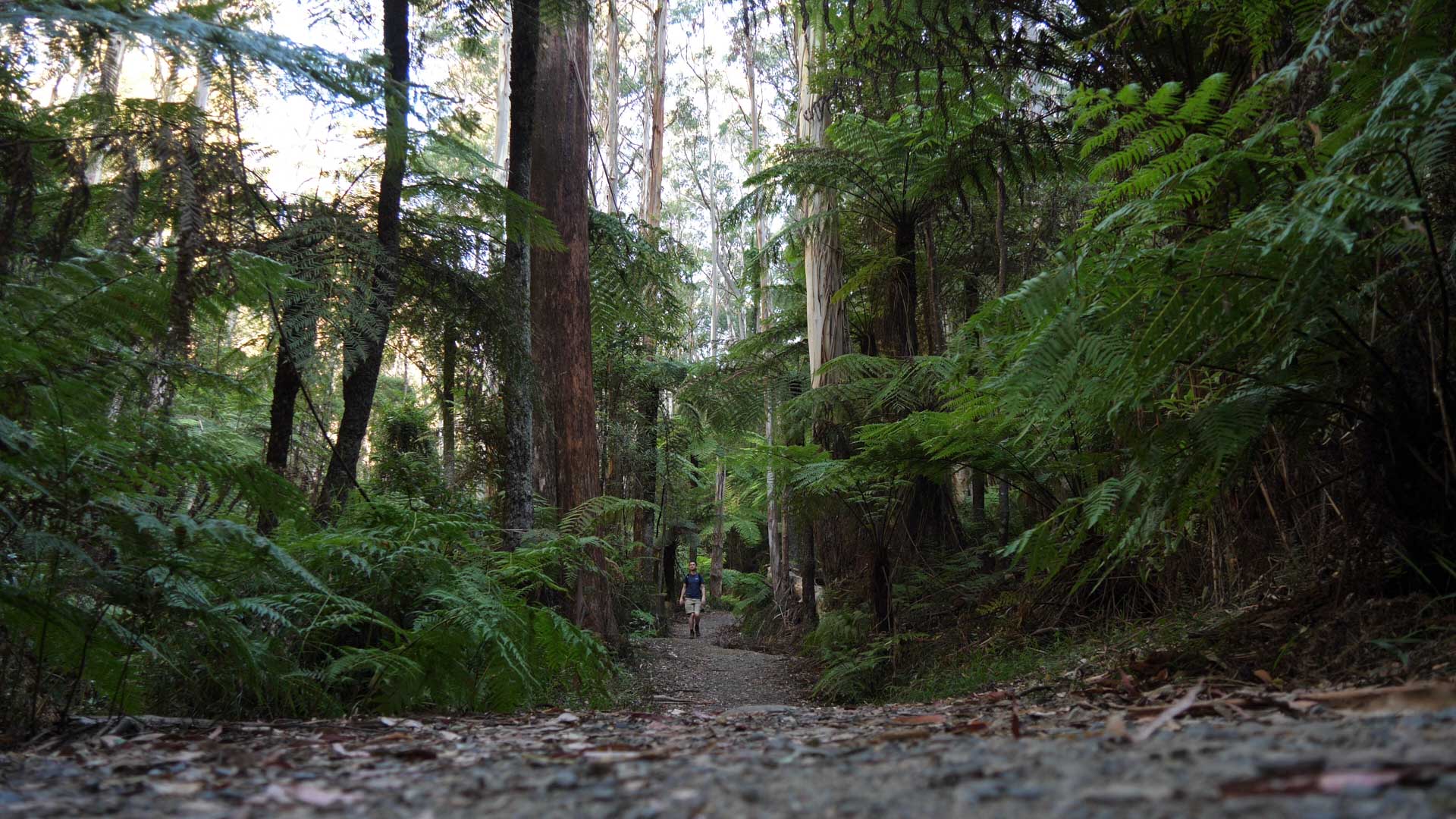 Is House Sitting the Perfect Supplement tor Long-Term Adventure?, josh west, la la falls trail warburton yarra valley