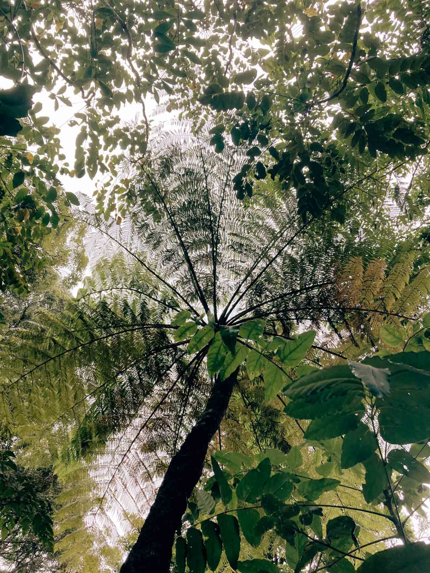 A Guide to the Rainforest Village of Kuranda, Delila Bevan-Zedanksy, green ferns