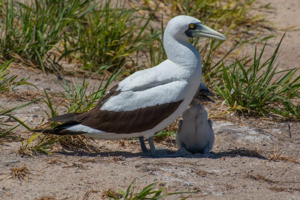 2 Weeks Picking Up Rubbish in the Coral Sea, Eva Davis-Boermans, a seabird and it's chick