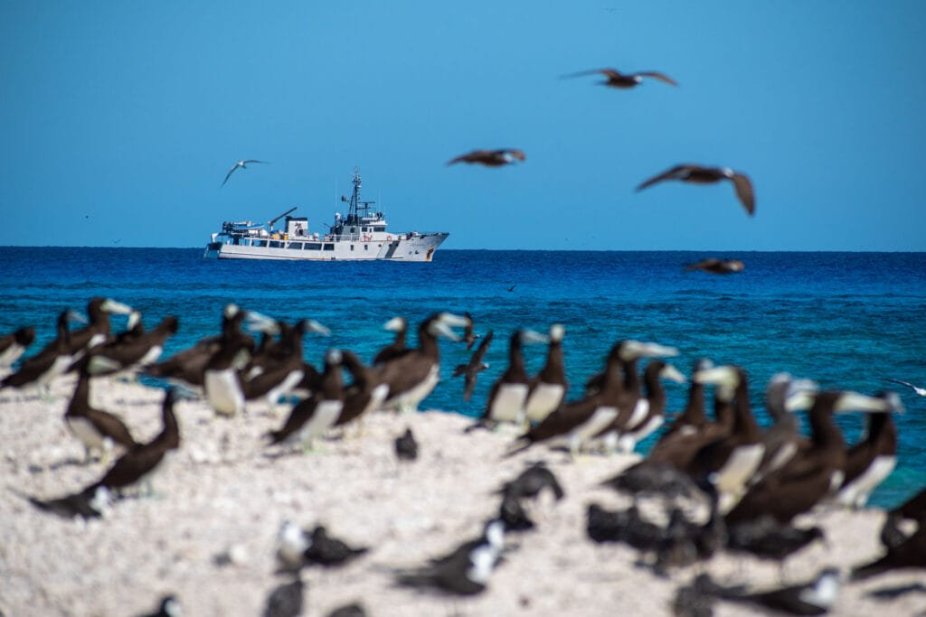 2 Weeks Picking Up Rubbish in the Coral Sea, Eva Davis-Boermans, birds on beach with ship in background