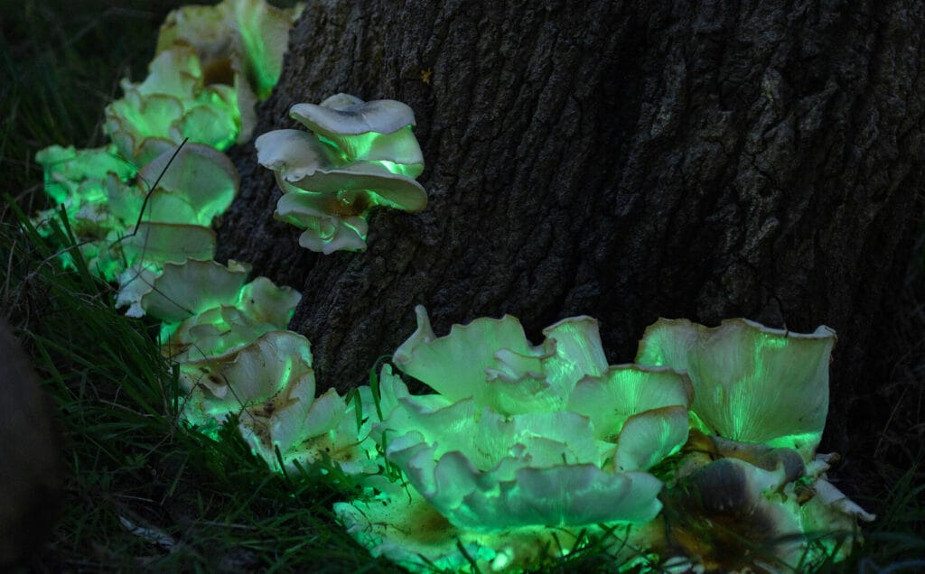 Where the Wild Things Glow: Bioluminescence in Coastal Victoria, Katy Lylak, glowing green mushrooms, fungi, bioluminescent