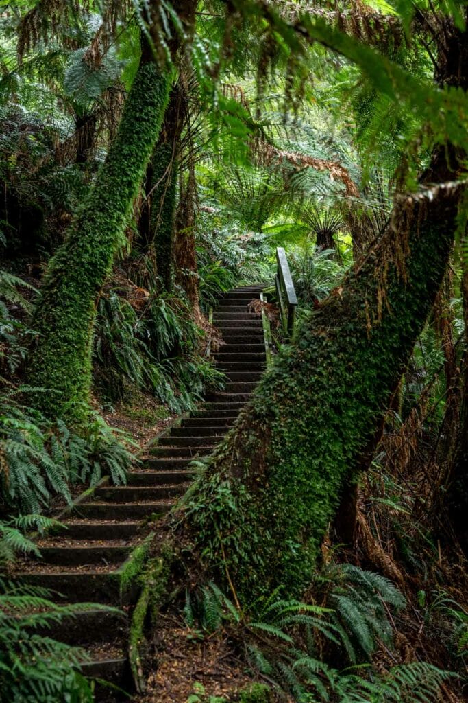 13 Trails and Waterfalls in the Otways National Park, Victoria, Chris Ord, new balance, maits rest, rainforest walk