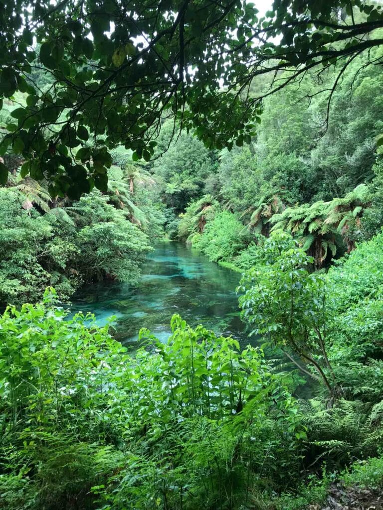 Blue Springs Walk: A Guide to Walking The Te Waihou Walkway, Brittany Earl,Putāruru, rainforest walk, springs, blue water