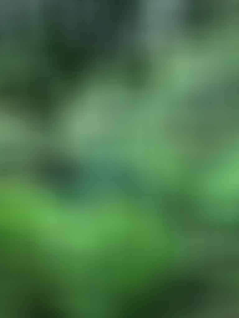 Blue Springs Walk: A Guide to Walking The Te Waihou Walkway, Brittany Earl,Putāruru, rainforest walk, springs, blue water