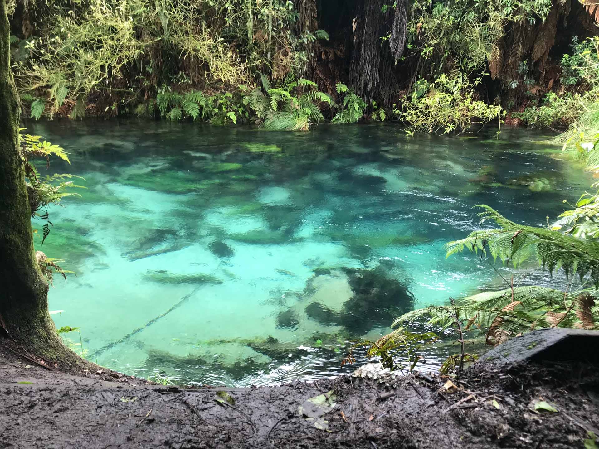 Blue Springs Walk: A Guide to Walking The Te Waihou Walkway, Brittany Earl,Putāruru, rainforest walk, springs, blue water