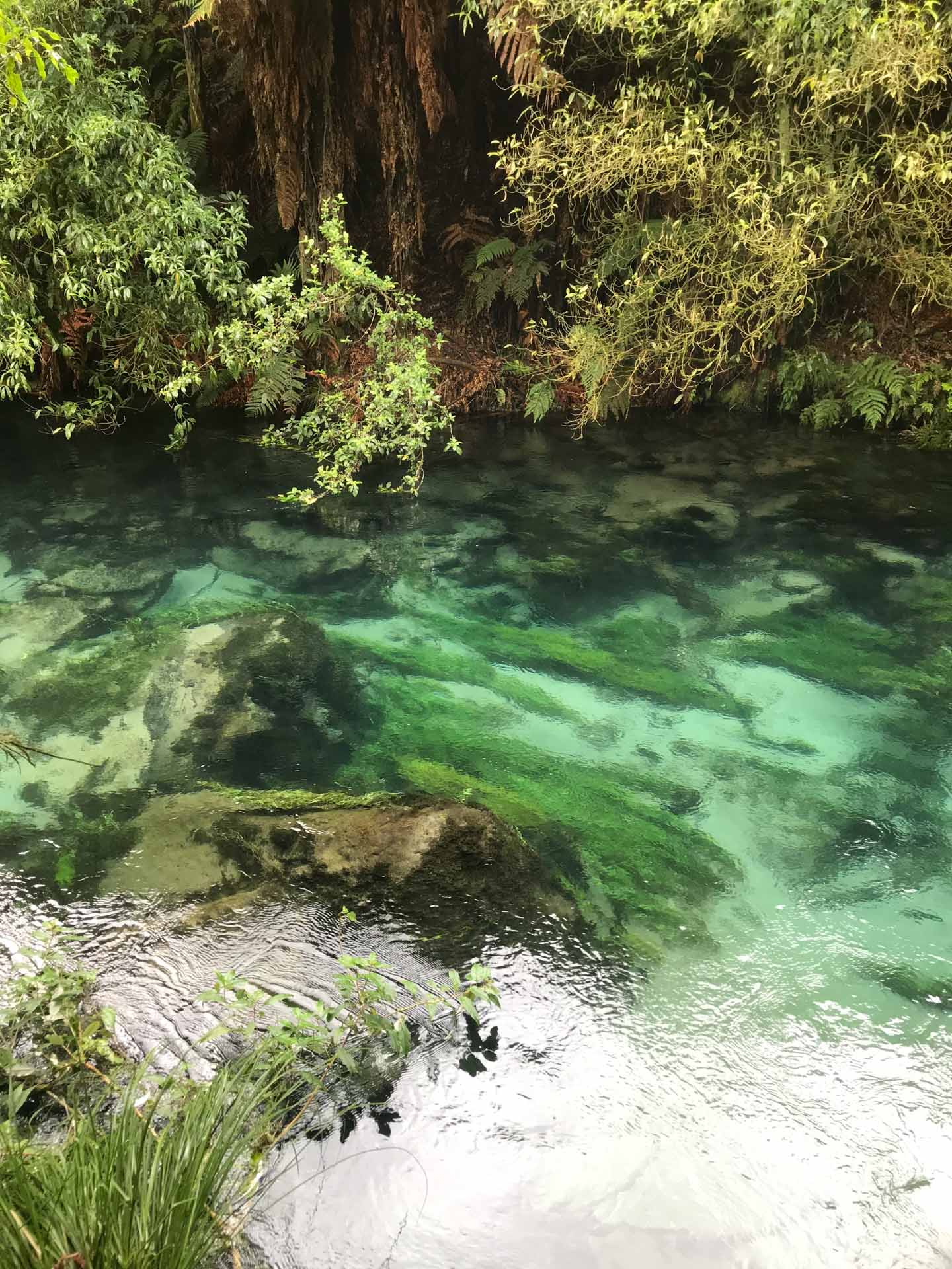 Blue Springs Walk: A Guide to Walking The Te Waihou Walkway, Brittany Earl,Putāruru, rainforest walk, springs, blue water