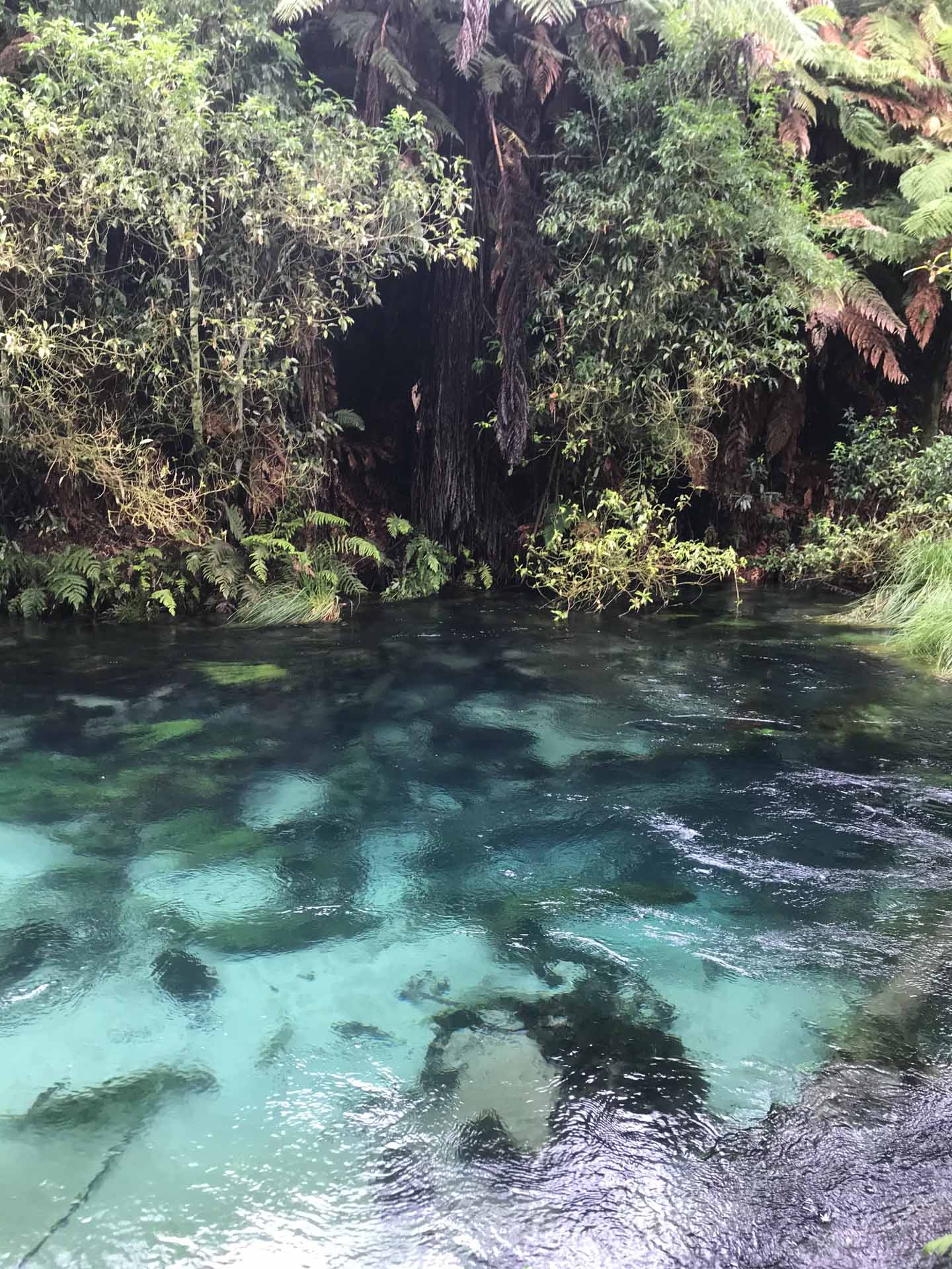 Blue Springs Walk: A Guide to Walking The Te Waihou Walkway, Brittany Earl,Putāruru, rainforest walk, springs, blue water
