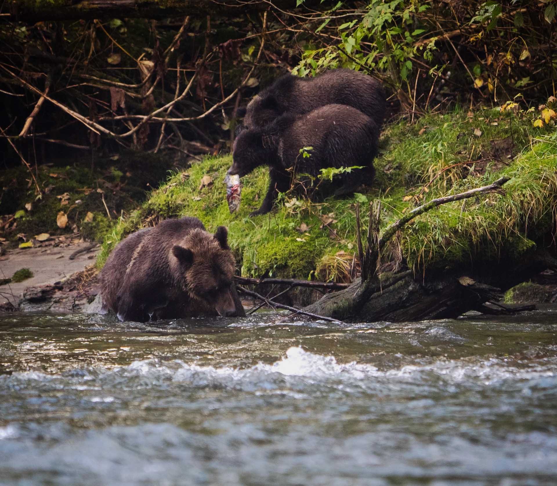 Vancouver Island: A Guide to Northern Vancouver Island, Abby tait, Photo credit: @st_scotty, bears on the banks of river/lake