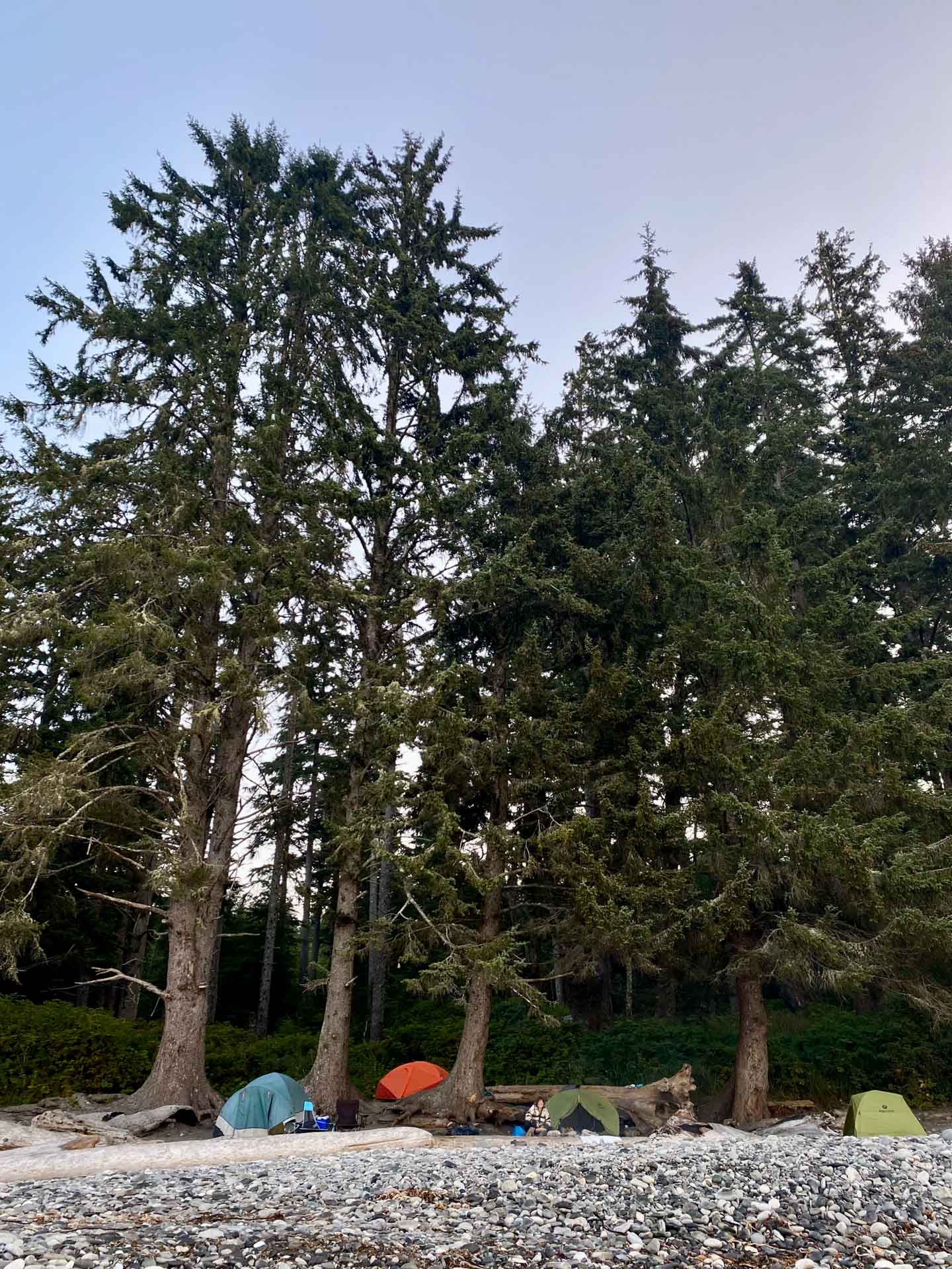 Vancouver Island: A Guide to Northern Vancouver Island, Abby tait, camp on the banks of vancouver island, tents below pine trees