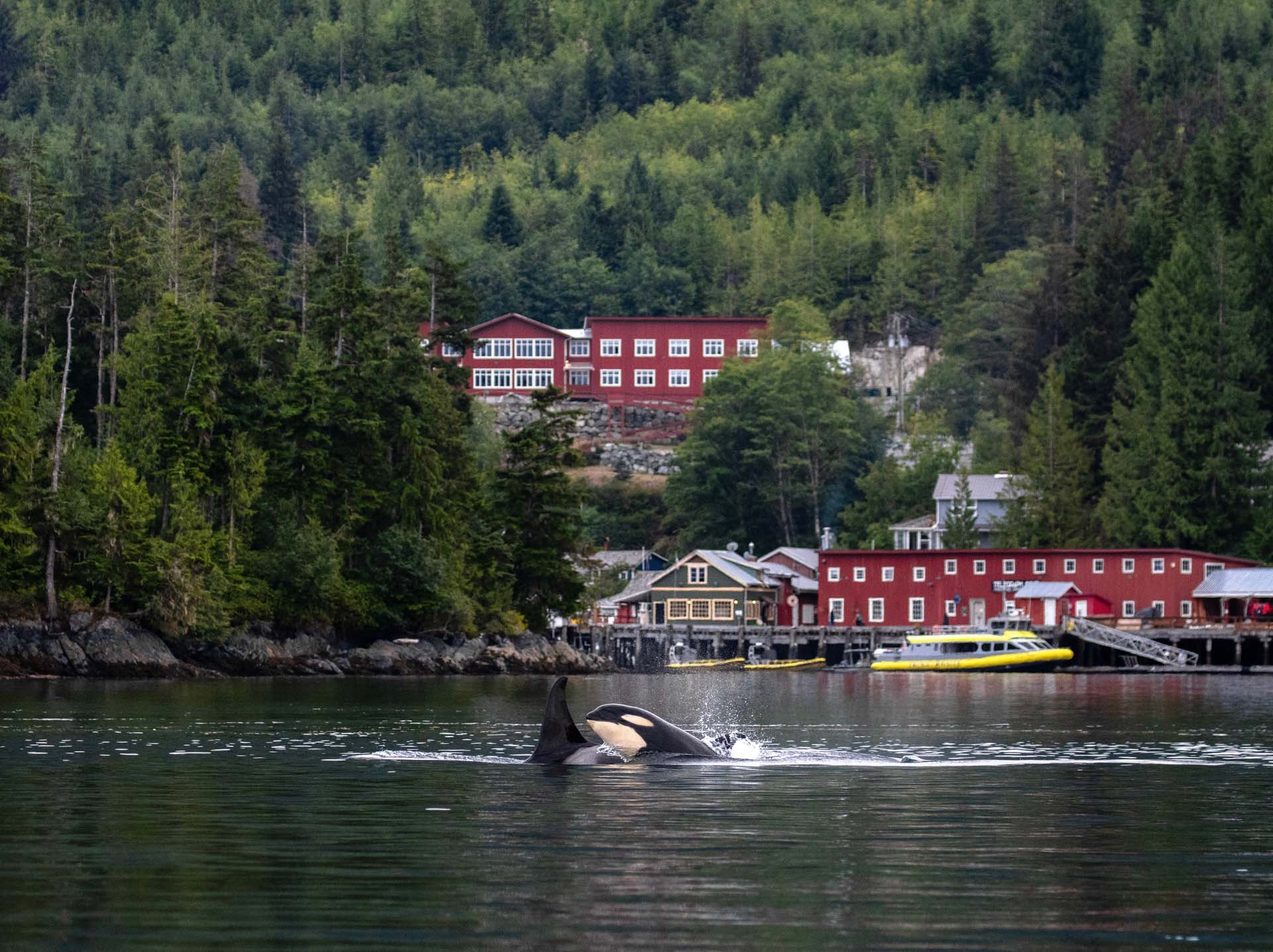 Vancouver Island: A Guide to Northern Vancouver Island, Abby tait, Photo credit: @st_scotty, orca in bay, full shot