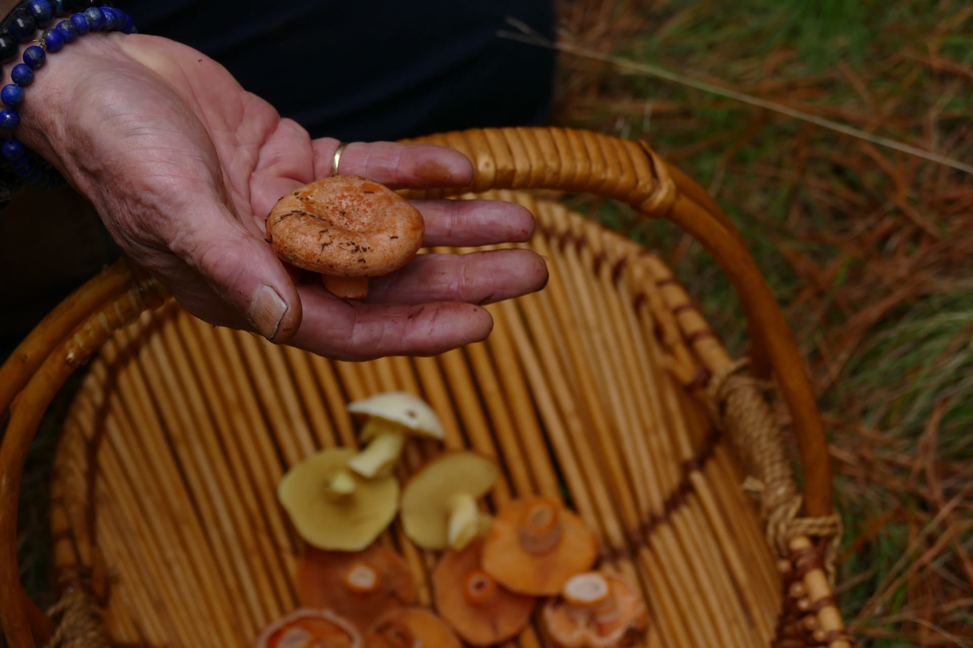 Mushroom Hunting – Foraging for Fungi in Orange With The Market Cat, Kate Scott, hand holding orange mushroom