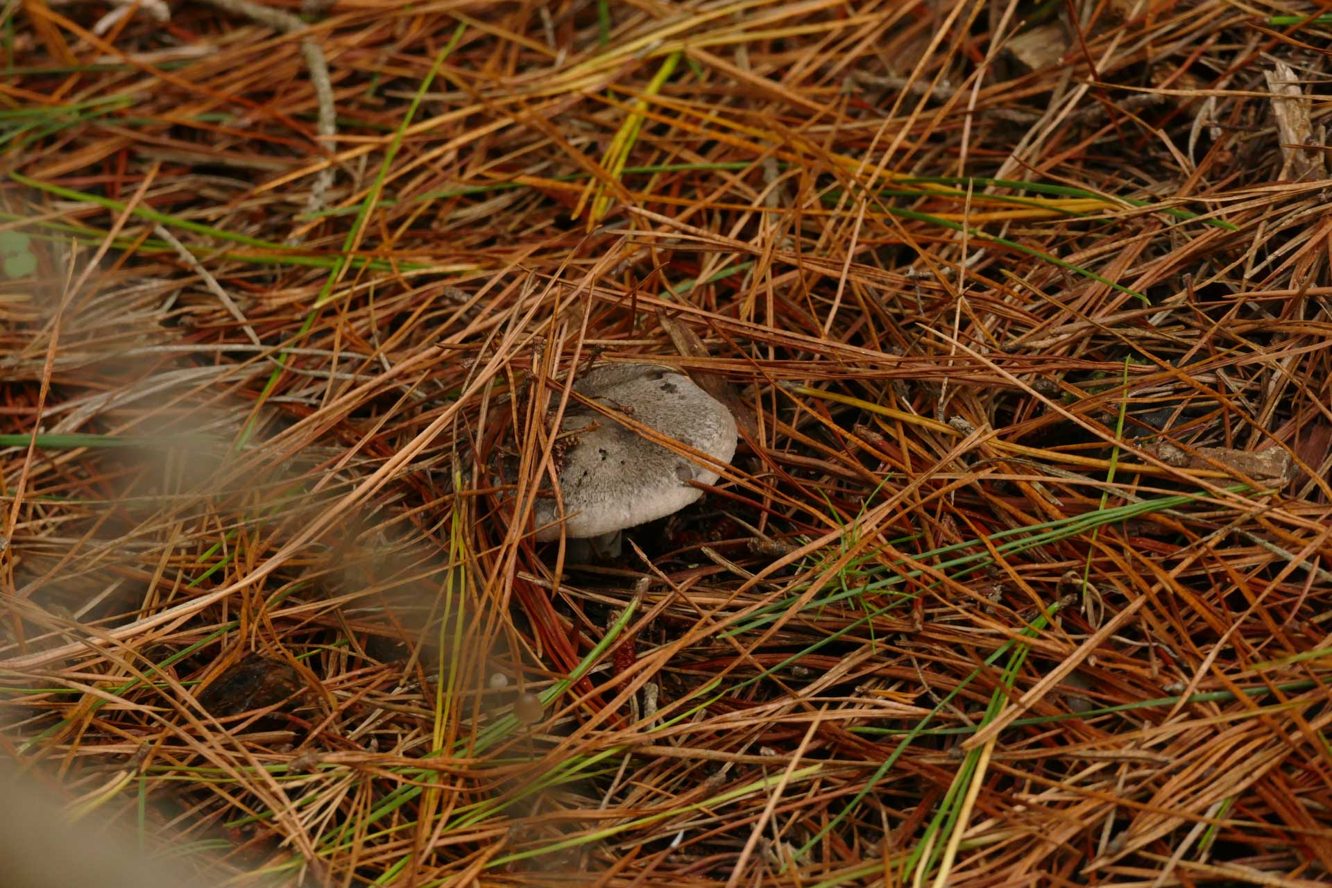 Mushroom Hunting – Foraging for Fungi in Orange With The Market Cat, Kate Scott, mushroom peeking out of pine needles