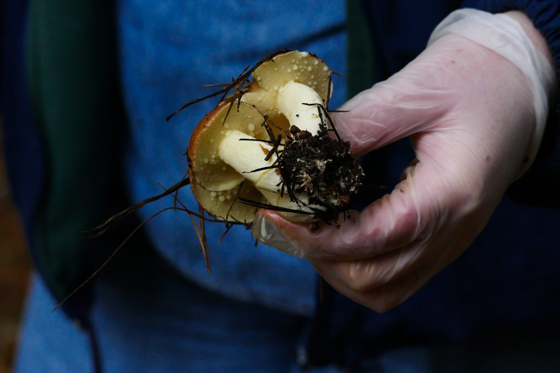 Mushroom Hunting – Foraging for Fungi in Orange With The Market Cat, Kate Scott, hand holding mushroom with dirt on it