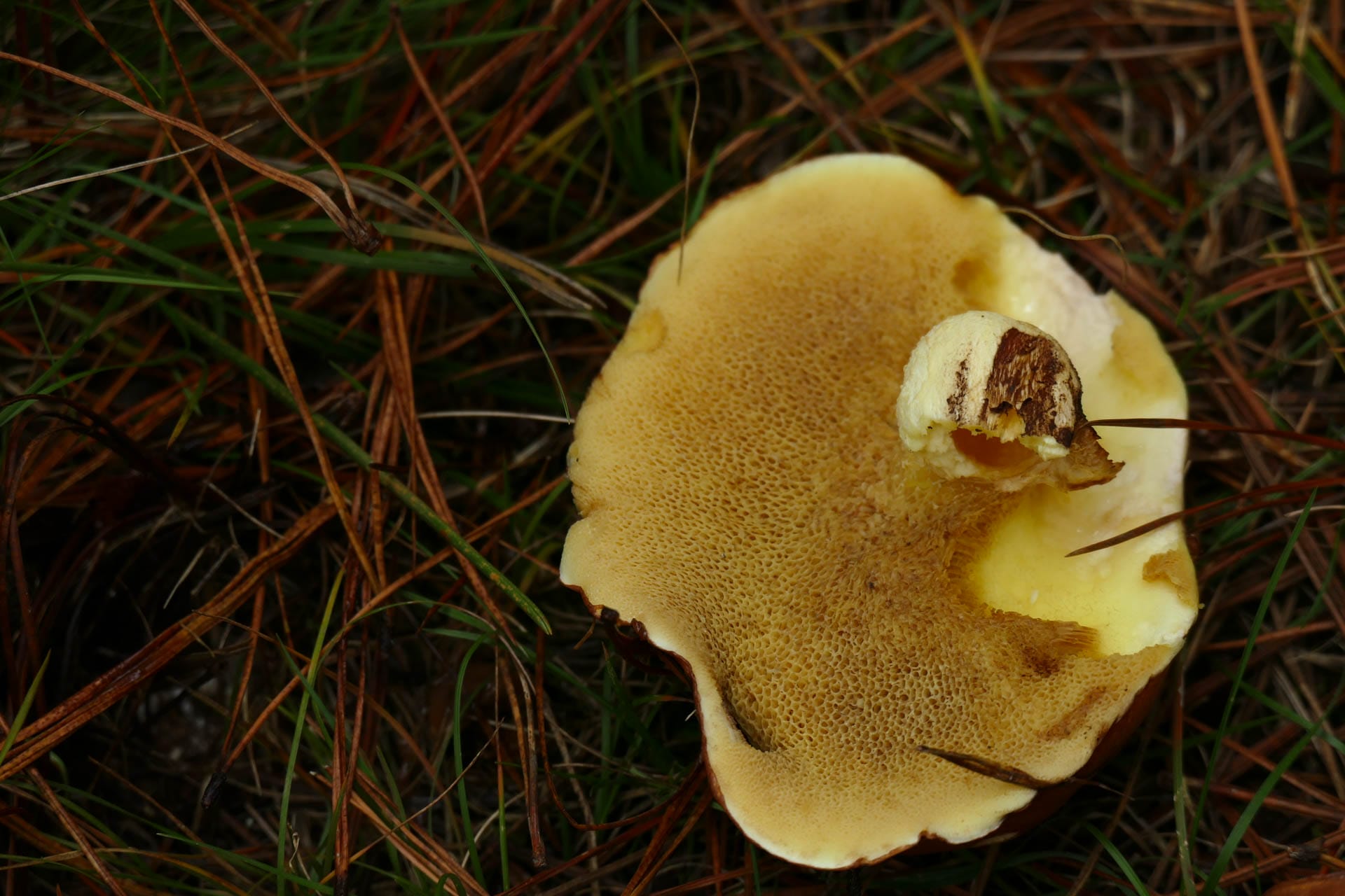 Mushroom Hunting – Foraging for Fungi in Orange With The Market Cat, Kate Scott, thin, yellow mushrooms in pine needles
