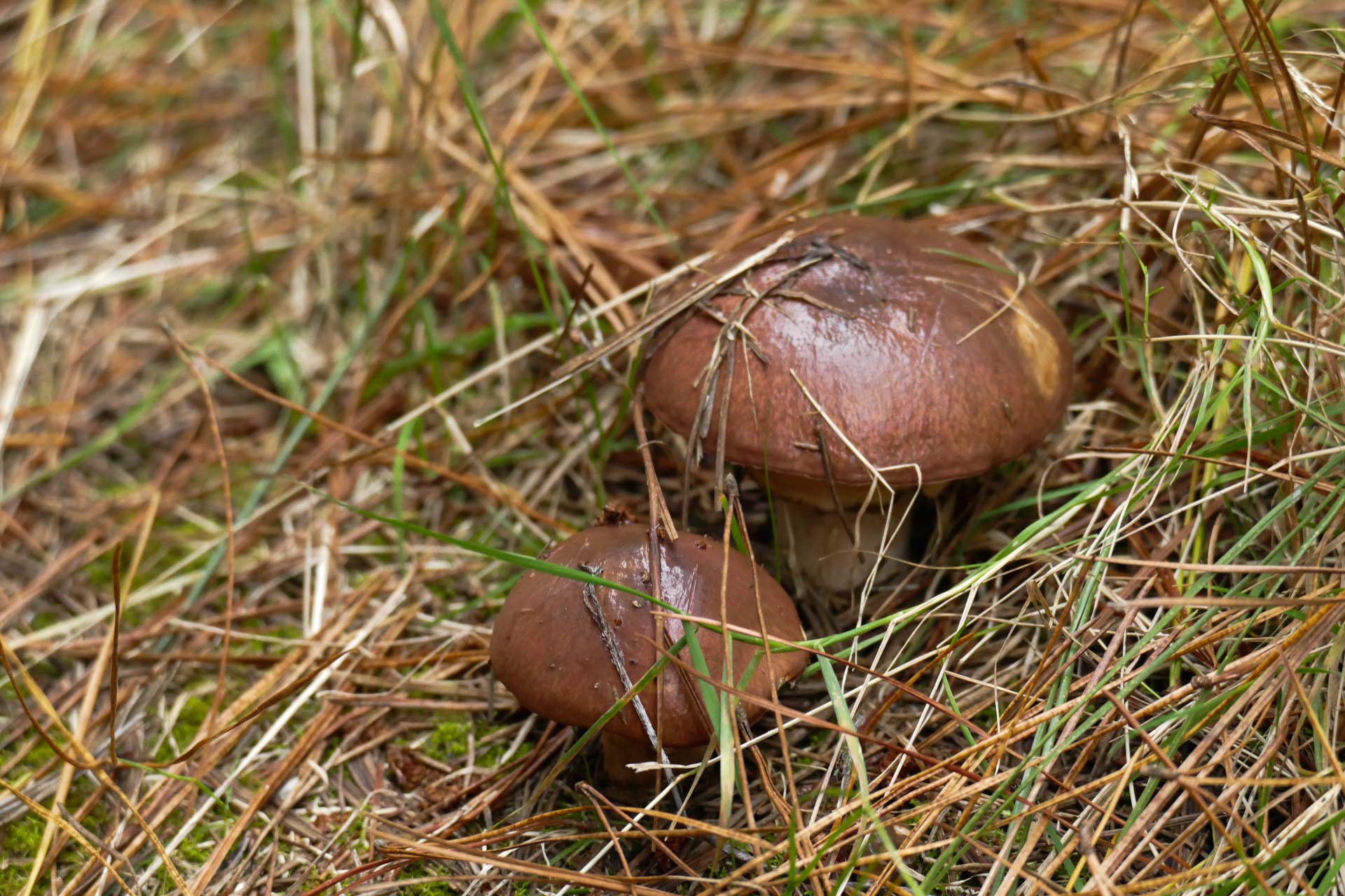 Mushroom Hunting – Foraging for Fungi in Orange With The Market Cat, Kate Scott, brown mushrooms