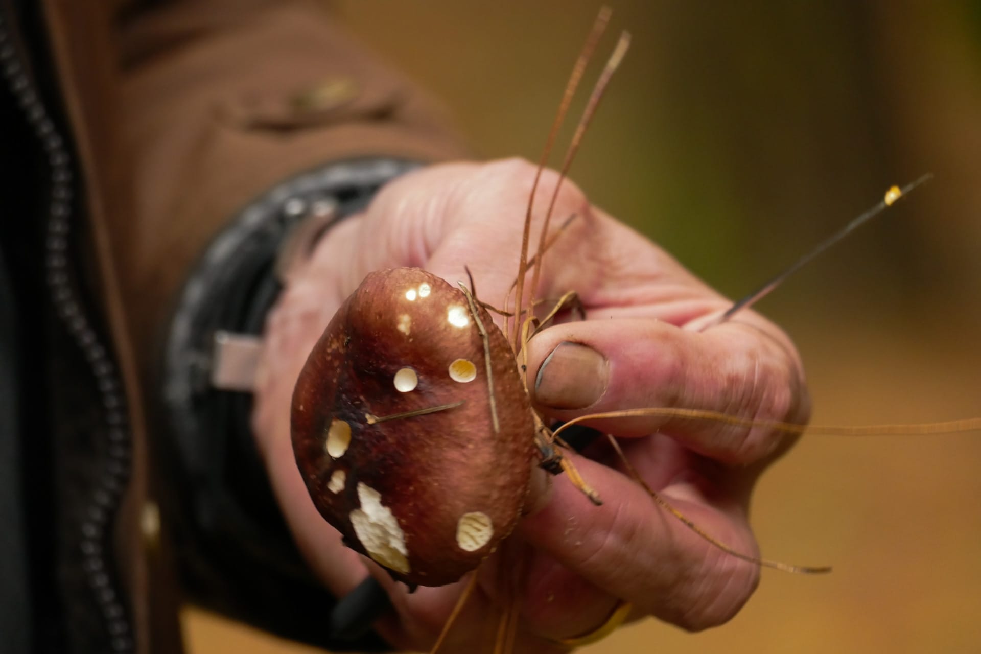 Mushroom Hunting – Foraging for Fungi in Orange With The Market Cat, Kate Scott