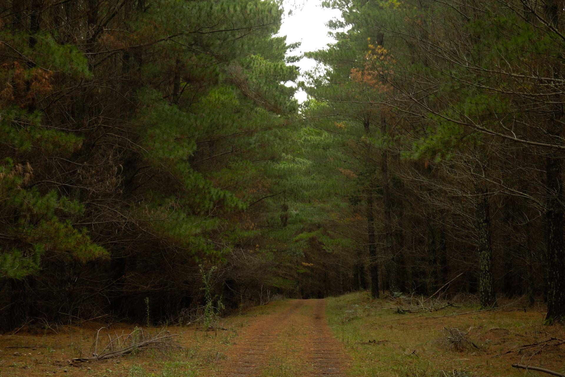 Mushroom Hunting – Foraging for Fungi in Orange With The Market Cat, Kate Scott, dirt road through pine forest