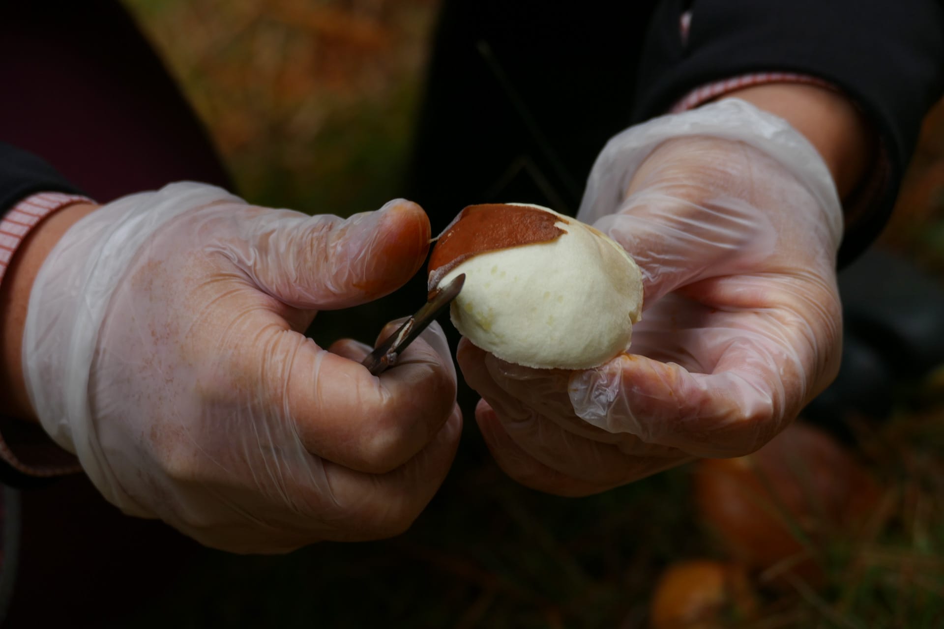 Mushroom Hunting – Foraging for Fungi in Orange With The Market Cat, Kate Scott, skinning a mushroom with a knife
