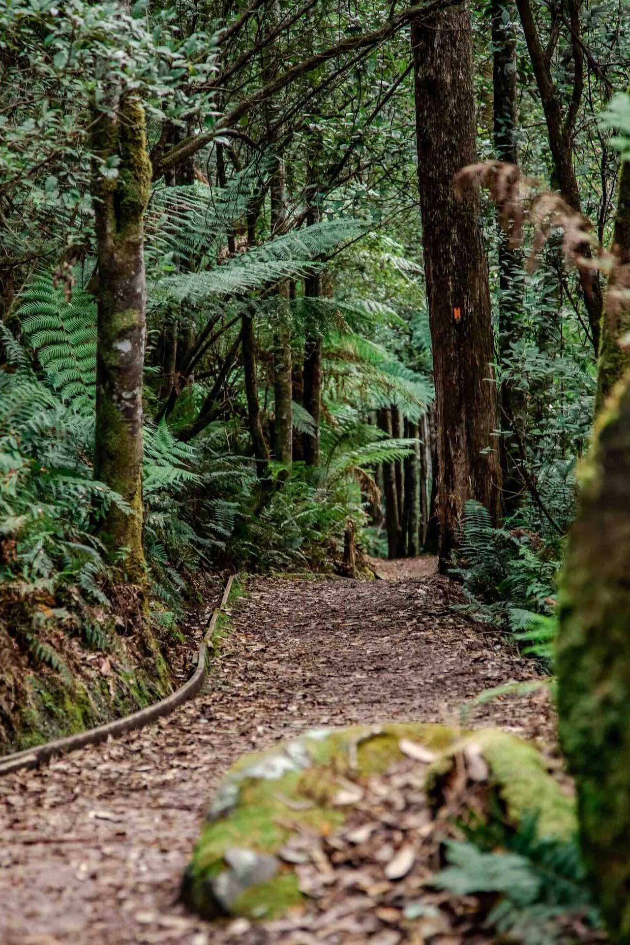 10 Tassie Adventures That Are Out of the Ordinary, photo by S. Group, Tourism Tas, Leven Canyon walk, forest, track