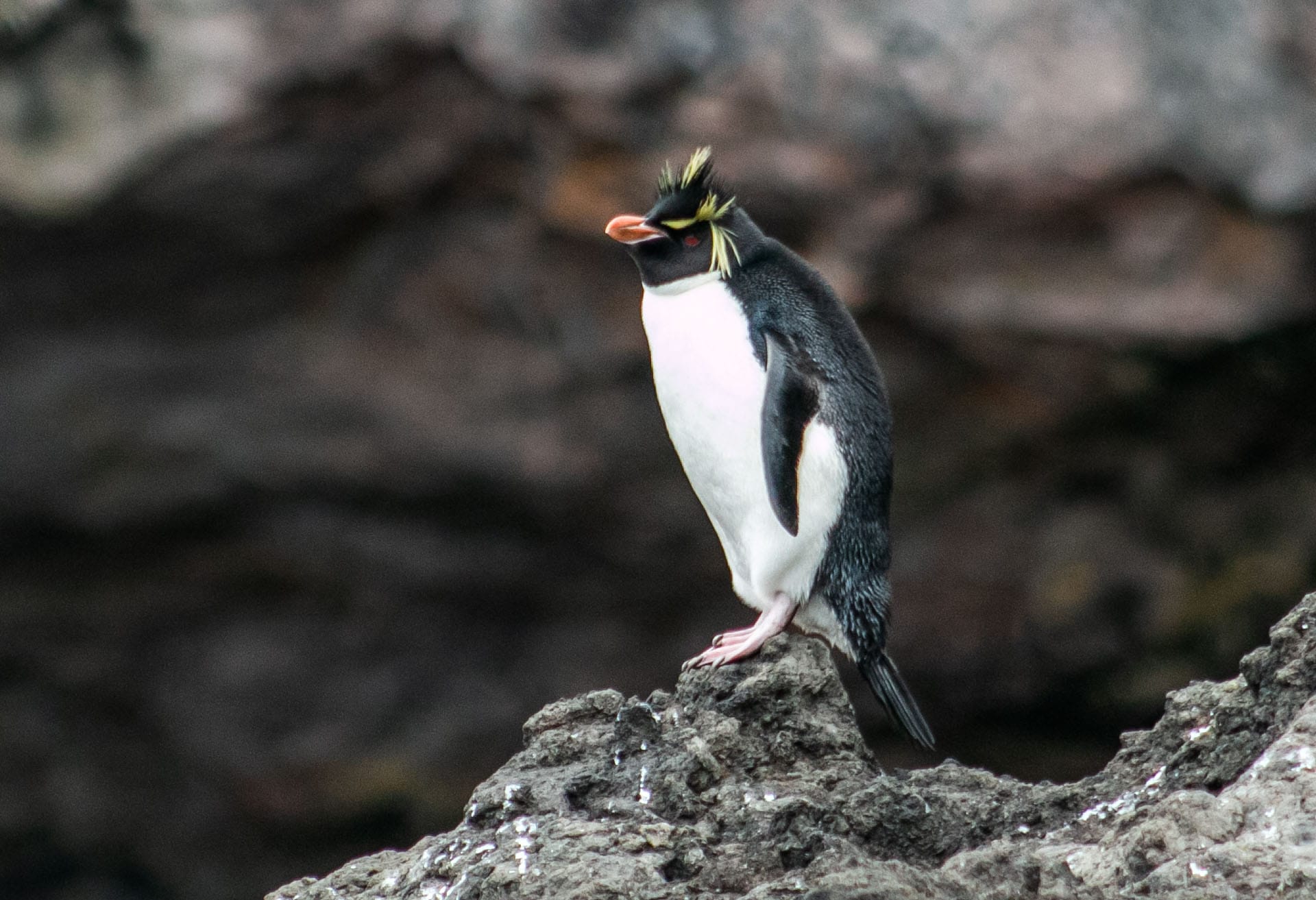 Rediscovering My Wild On The Edge Of The Southern Ocean, Hannah Watts, three penguins on a sub antarctic island, Hannah Watts