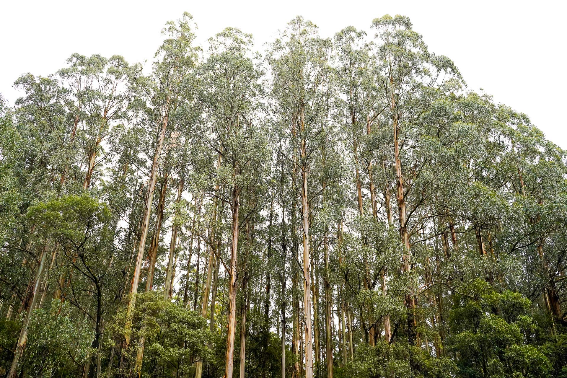 The Great Forest, Victoria, Trail Running