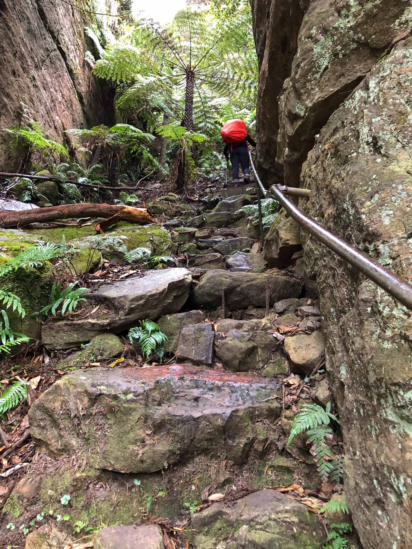 Perrys Lookdown to Acacia Flat Campground – An Overnight Hike-In Camp, Helen Johnston, stairs down to acacia campground, rainforest