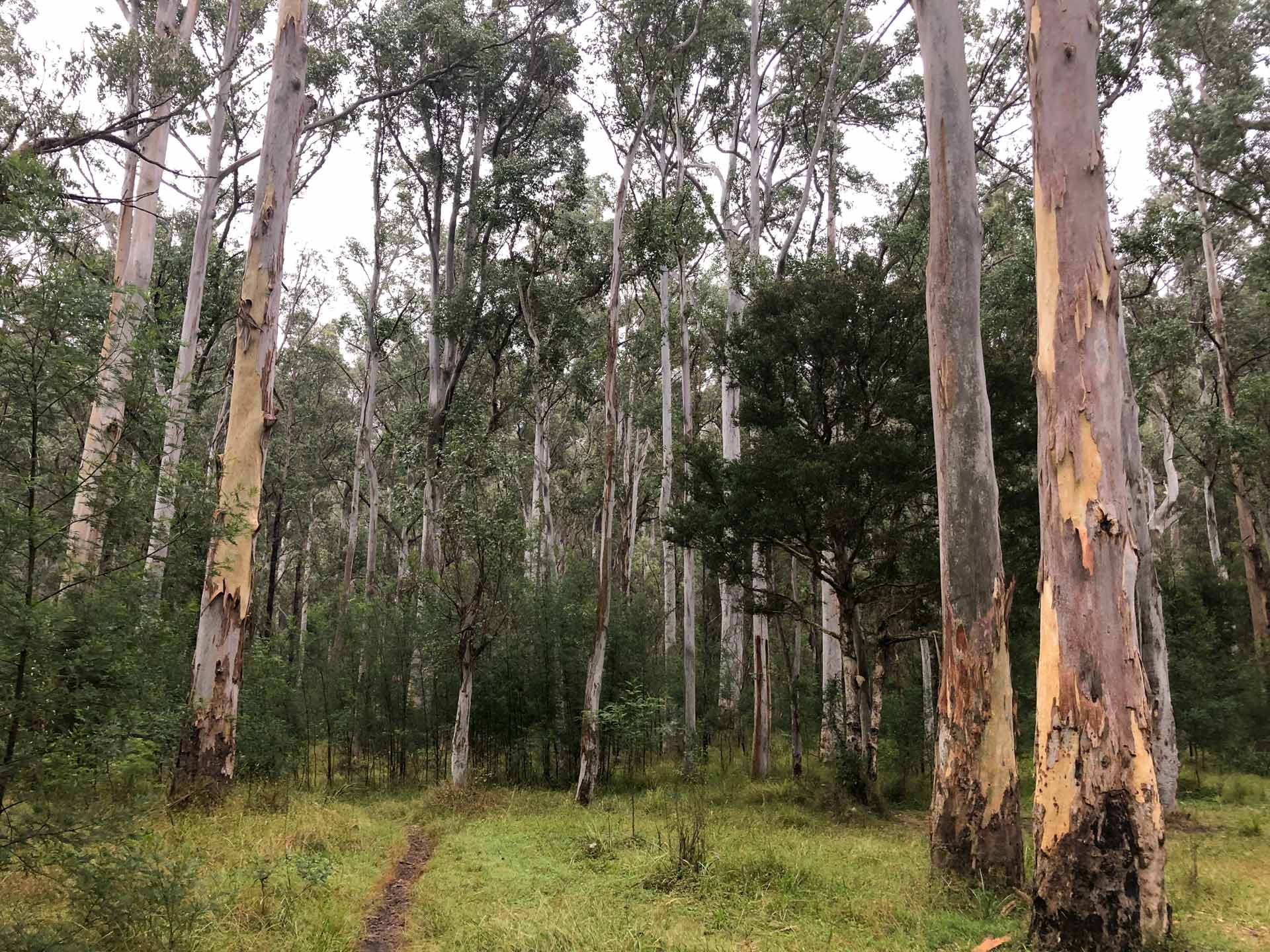Perrys Lookdown to Acacia Flat Campground – An Overnight Hike-In Camp, Helen Johnston, blue mountains, acacia campground