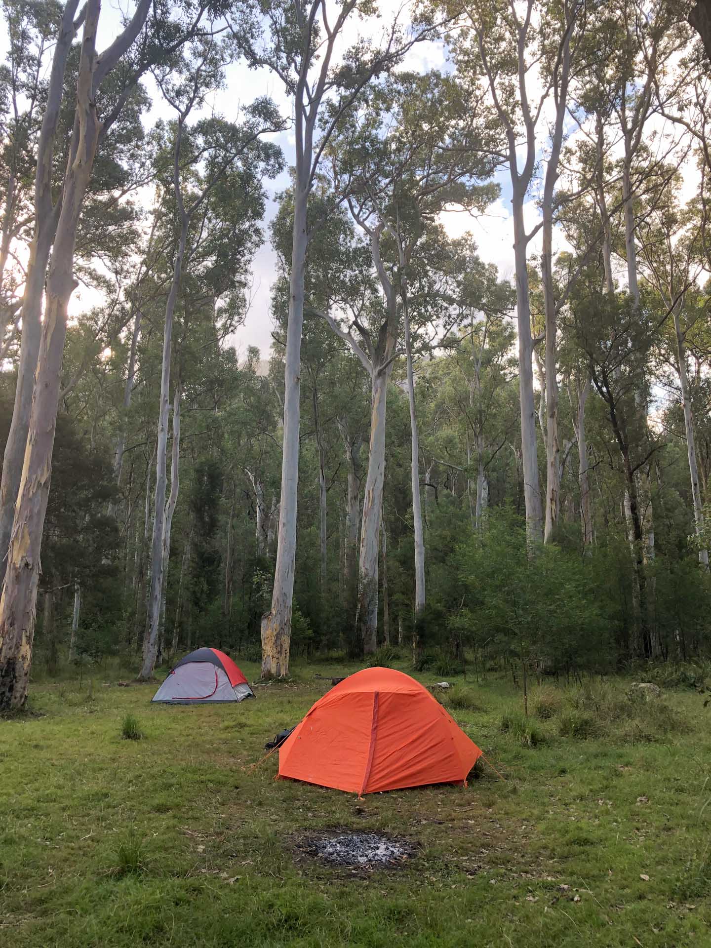 Perrys Lookdown to Acacia Flat Campground – An Overnight Hike-In Camp, Helen Johnston, blue mountains, tents surrounded by gum trees