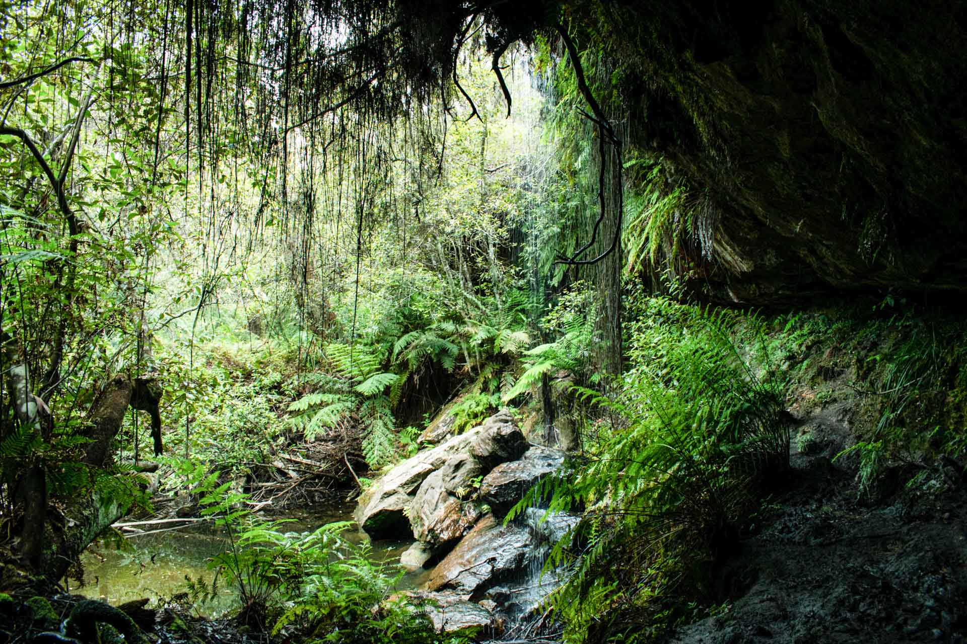 Sydney's Very Own Waterfall Way, Emma Abberton, Blue Mountains, Mabel Falls, green rainforest scenery