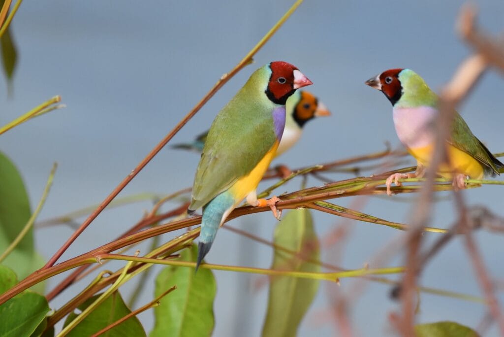 Gouldian Finch, bird, photo by Laura Wolf on flickr