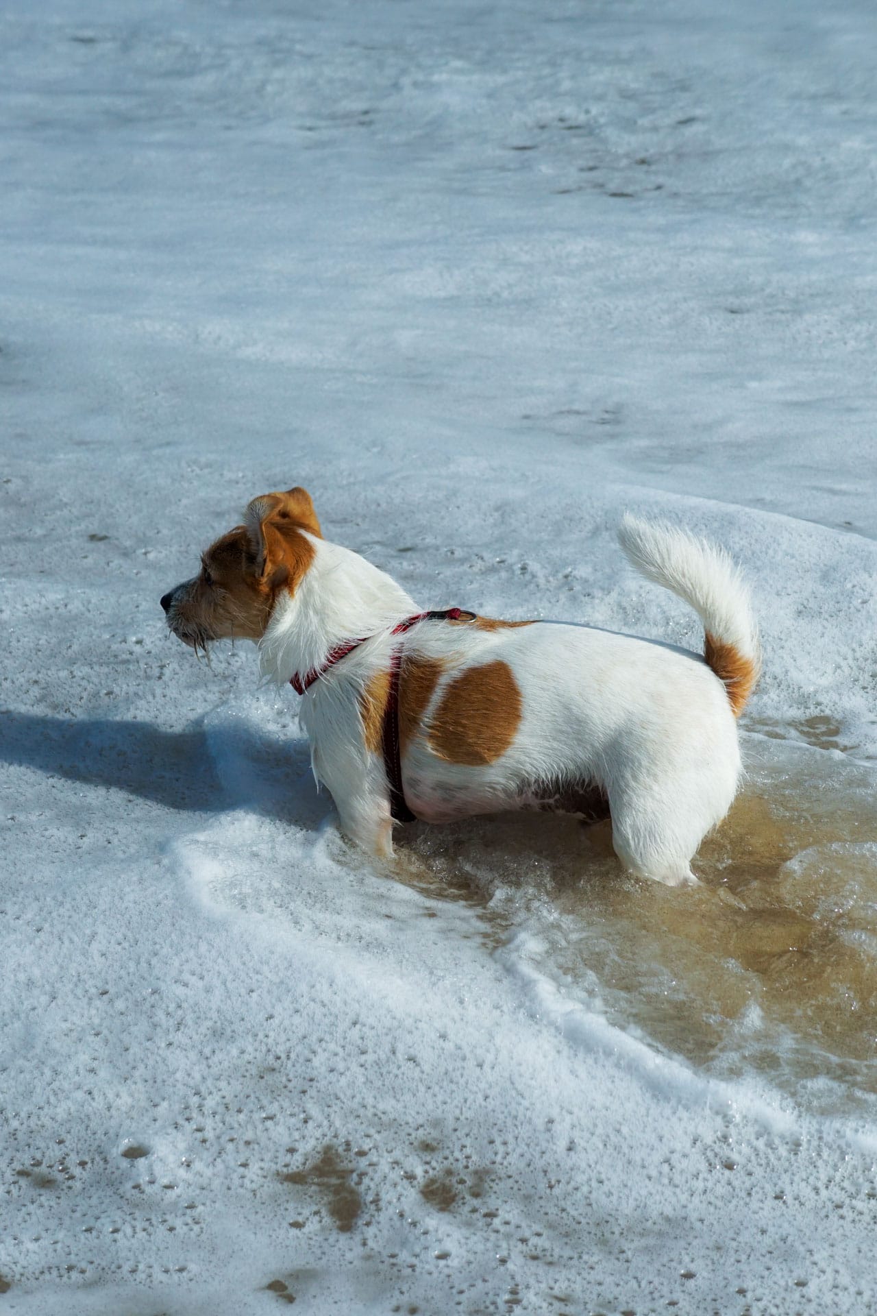 What I’ve Learnt Moving From the City to the Coast, Lipei Teoh, dog on beach in water