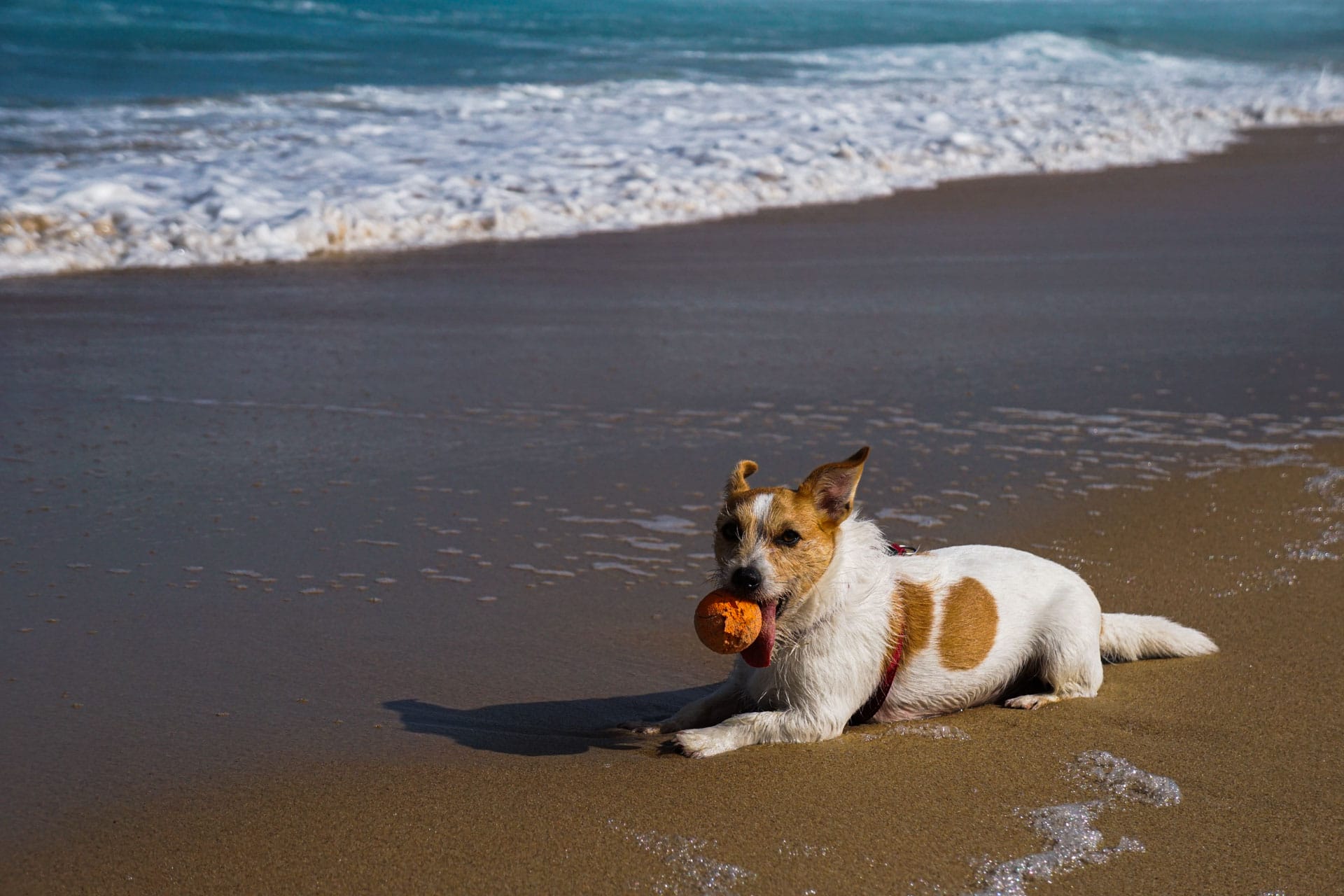 What I’ve Learnt Moving From the City to the Coast, Lipei Teoh, dog on beach with ball in mouth