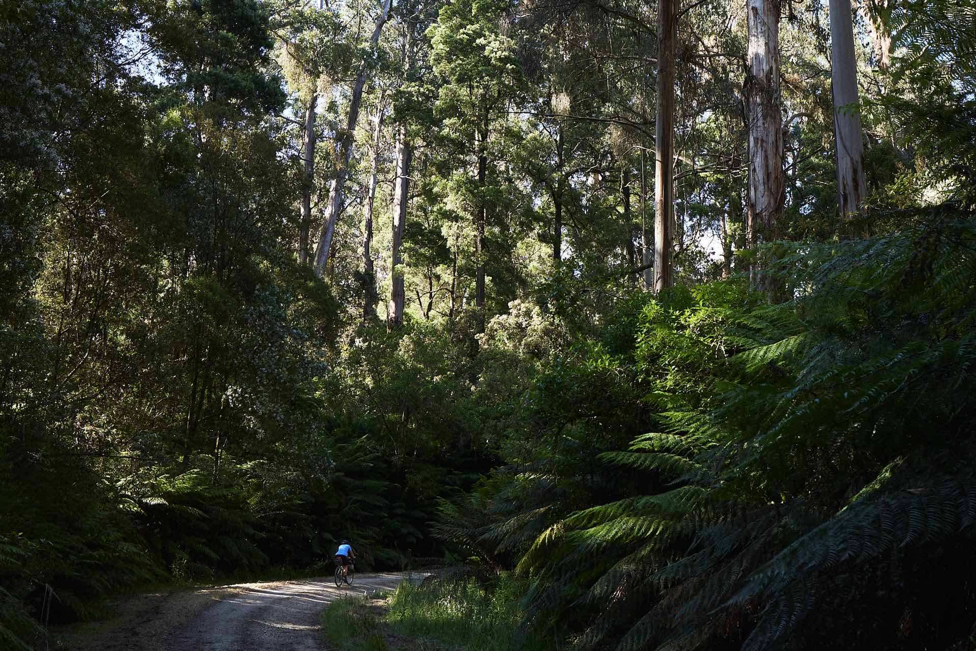 The Otway Rip – A Gravel Bikepacking Dream in Coastal Victoria, Pat Corden, forest, bikepacking, riding
