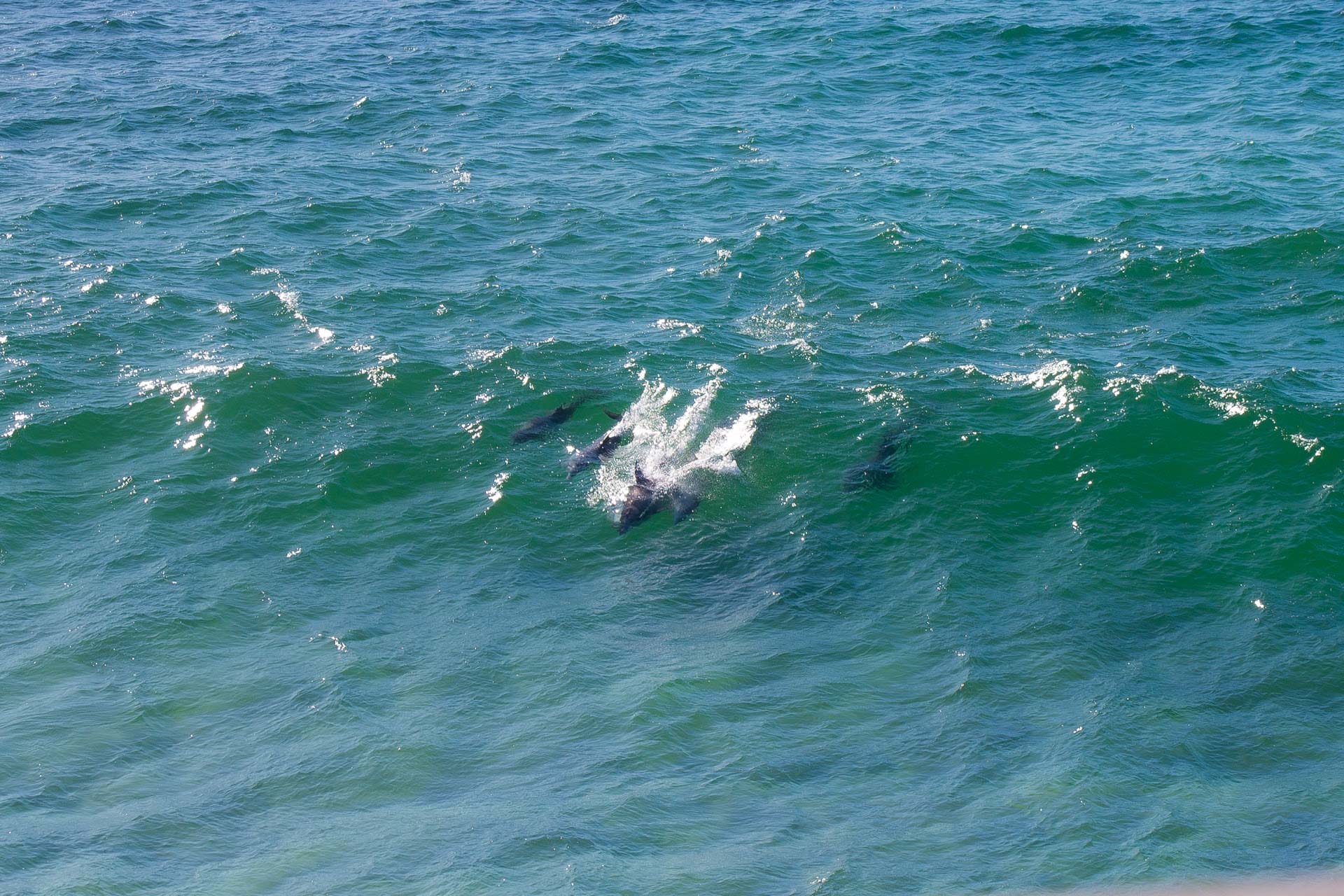 Our Favourite Spots in Byron Bay and Surrounds Stone & Wood, Casey Fung, dolphins, wategoes, walgun loop