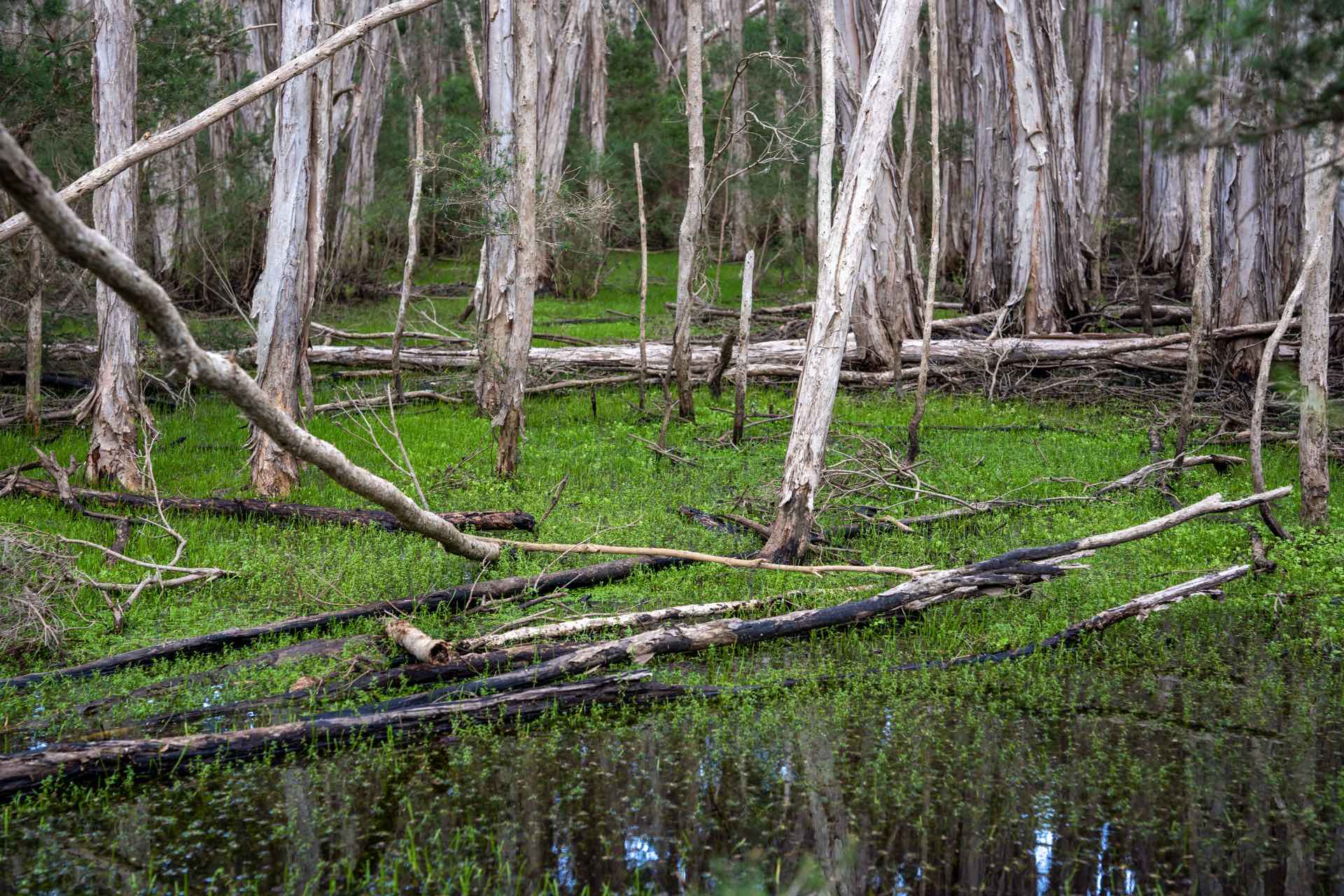 Tamar Island Walk, Steph Cerato, Tasmania, wetlands, island, rainforest, bog