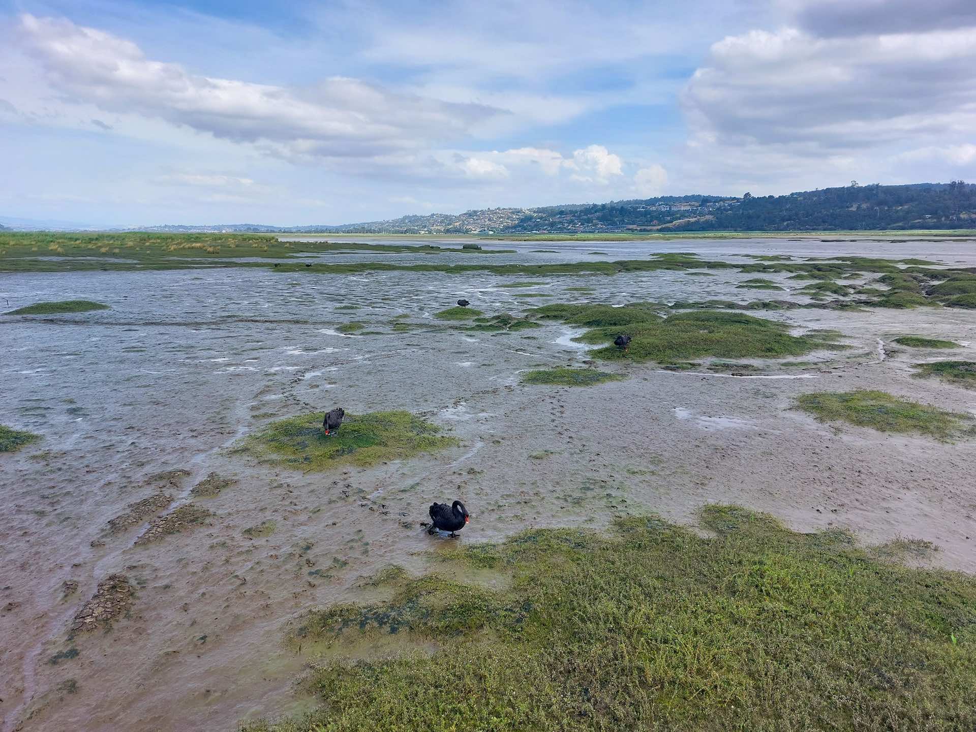 Tamar Island Walk, Steph Cerato, Tasmania, wetlands, island, river, birds