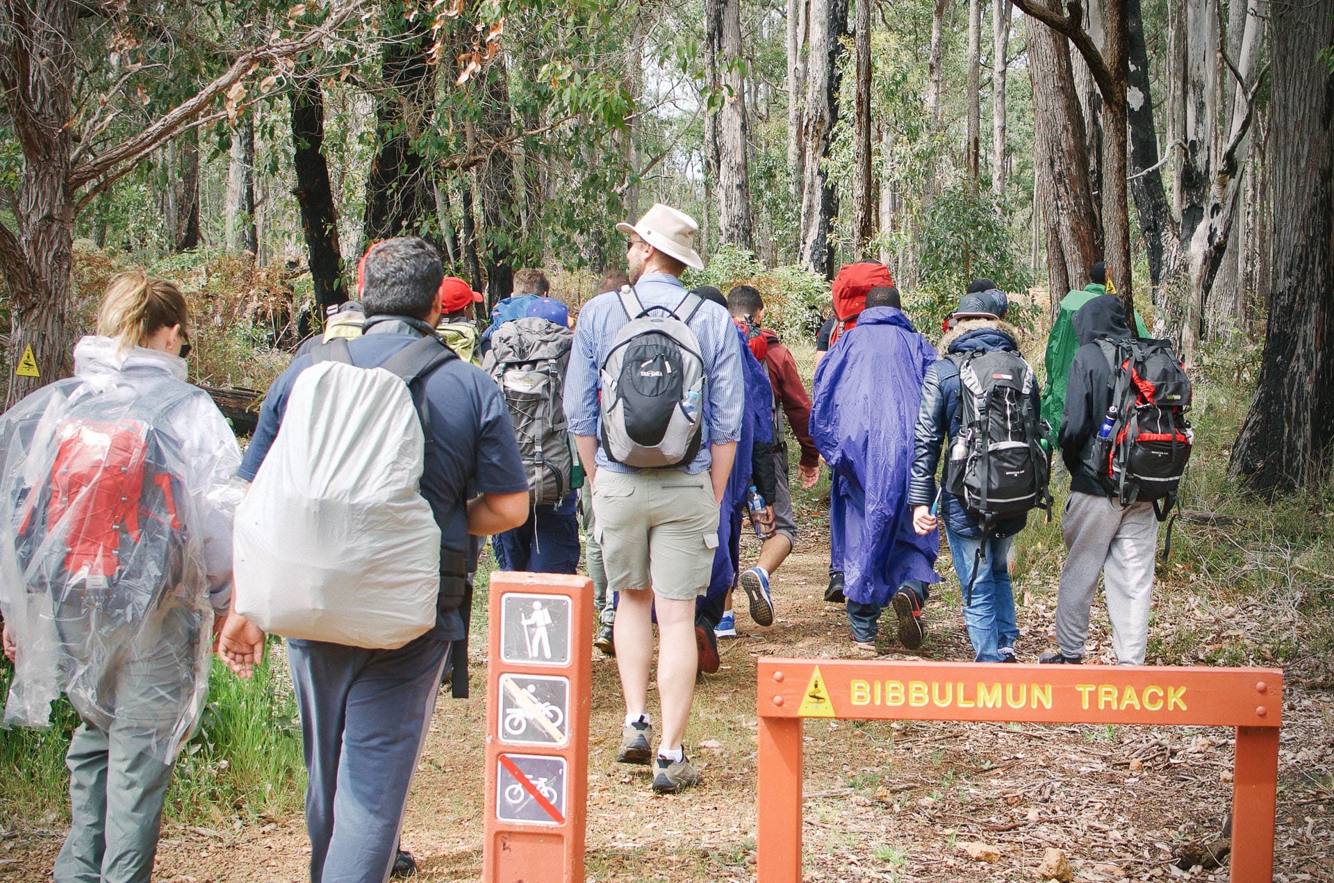 First Hike Project, hiking, bush, pine forrest