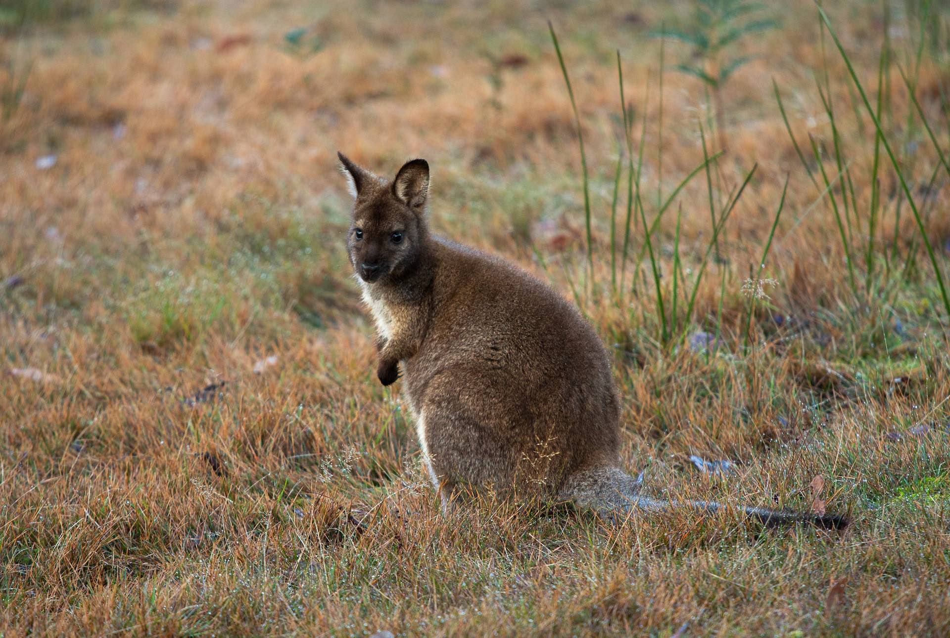 Fluted Cape Walk – A Dramatic Day Hike on Tassie’s Bruny Island, Lipei Teoh, Tasmania, wallaby