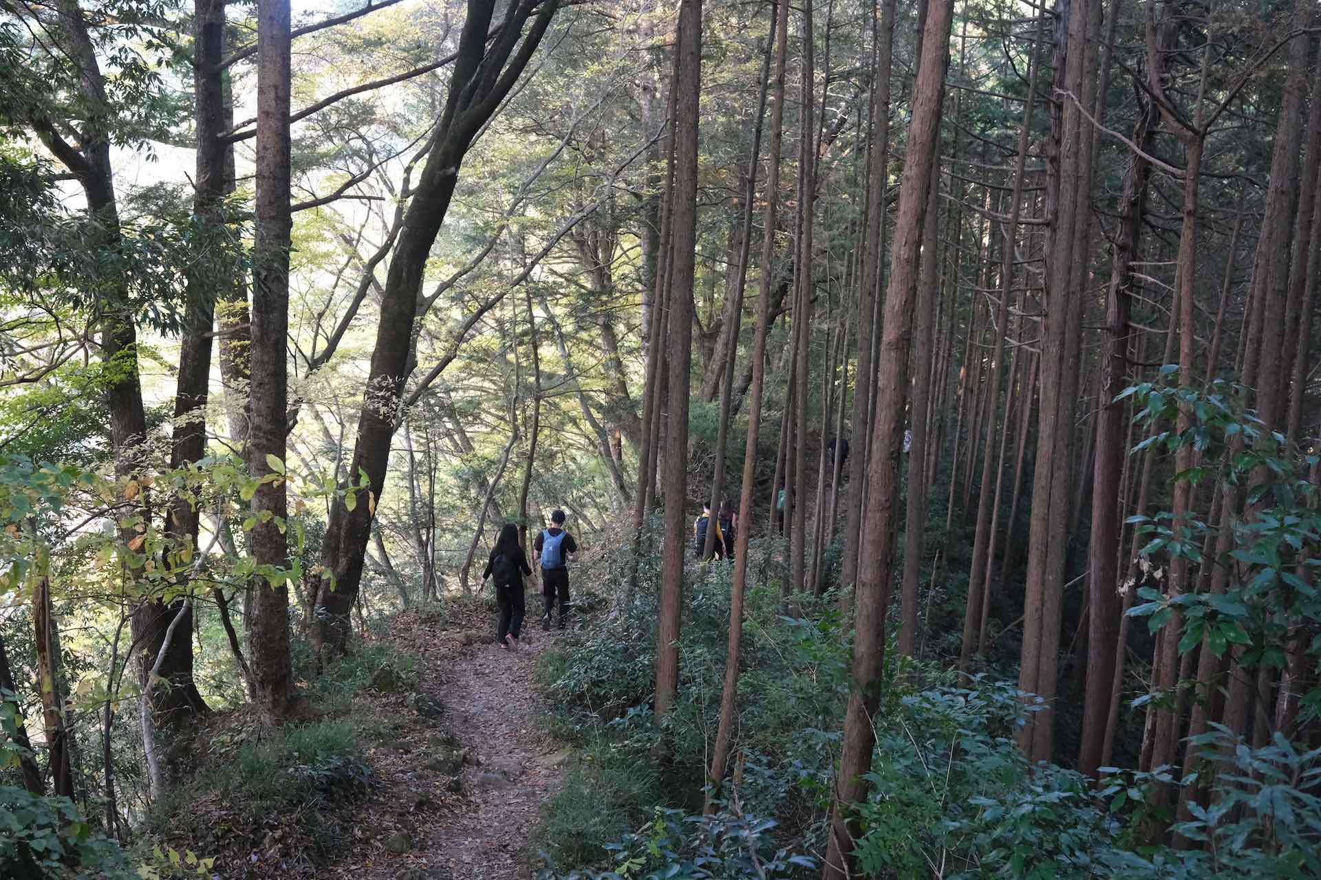 Chichibu-Tama-Kai National Park: 3 Stunning Hikes Near Tokyo, Japan, Lucy Dayman, Lucid, LUC001, Okutama’s Otama Walking Trail, multiple hikers, hiking tail, forest, downhill