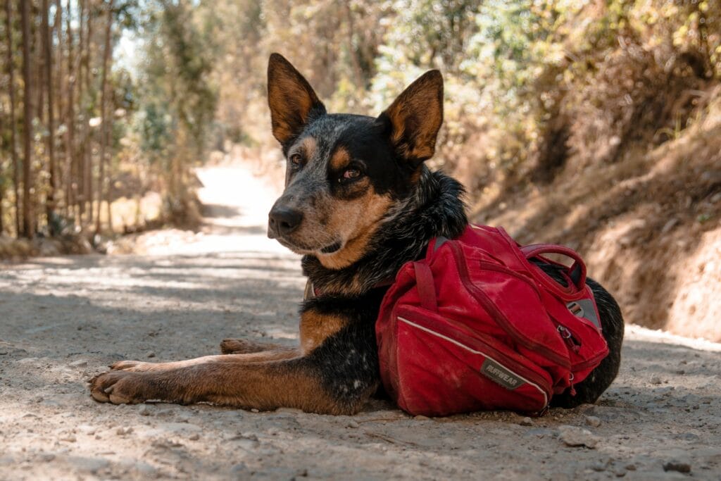Lucy Barnard is Walking the Length of the World with her Dog – We Are Explorers Podcast Ep 11 - Wombat the dog 