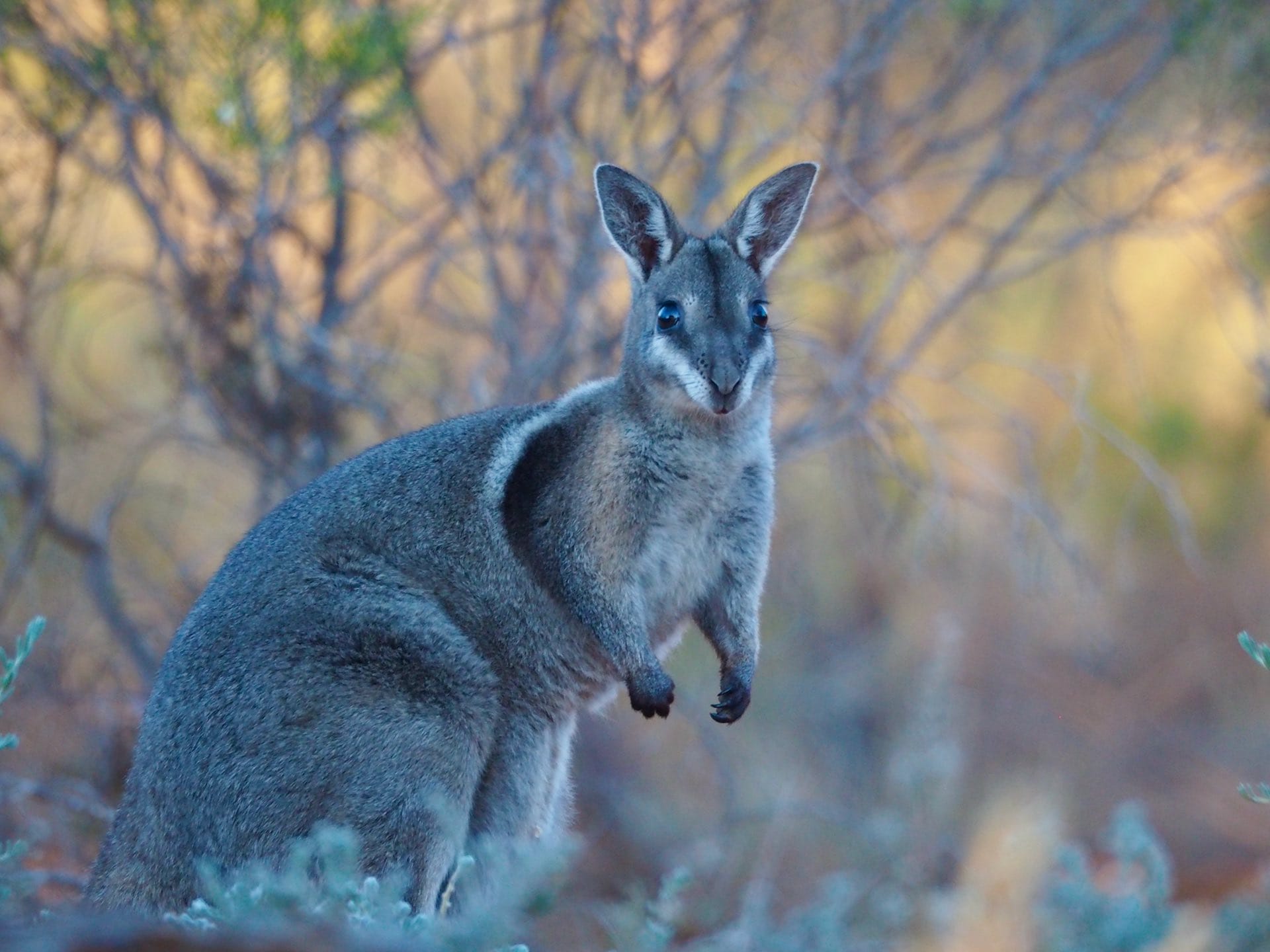 🔎 Wallaby bridé à queue cornée - Définition et Explications