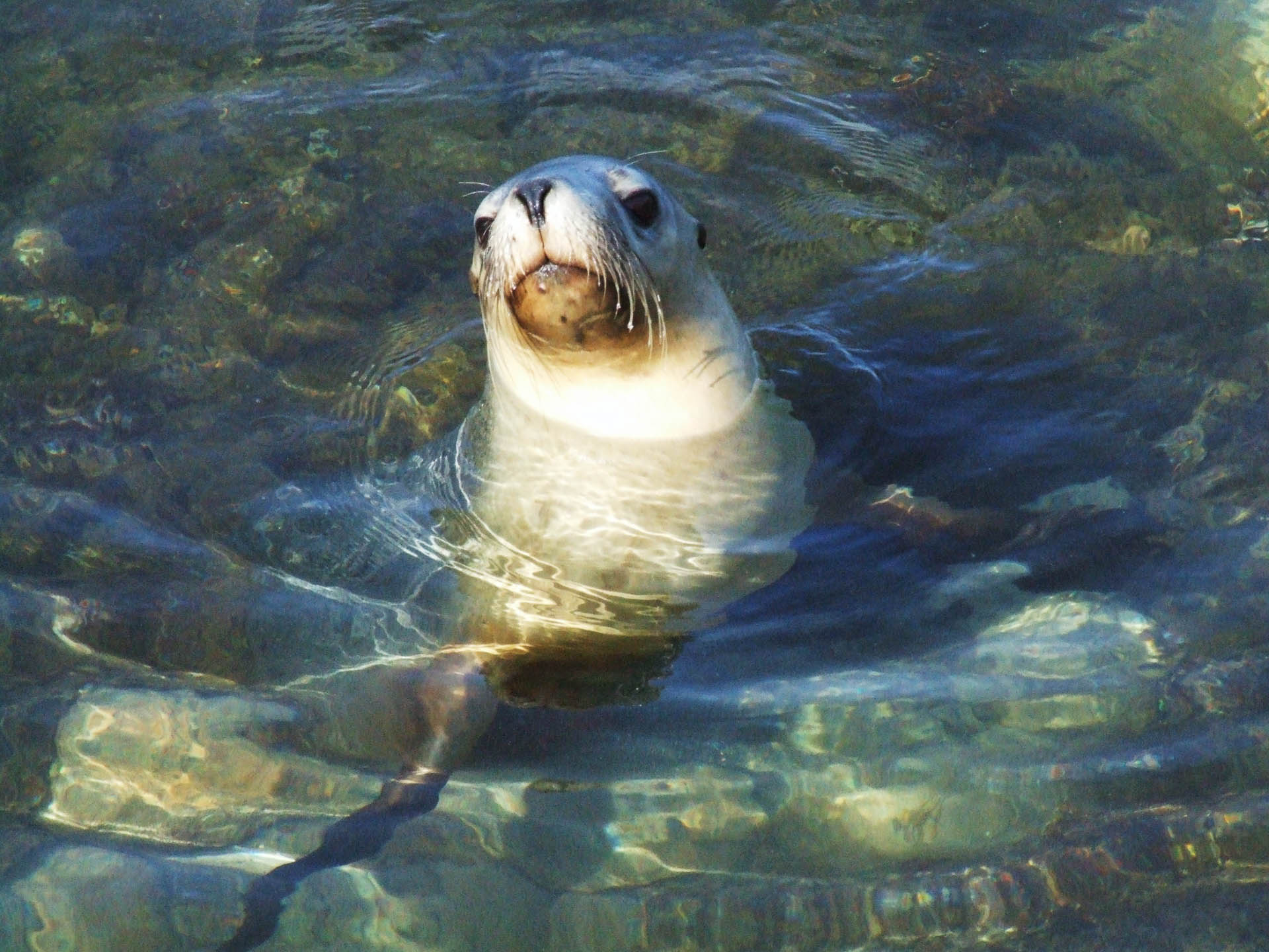 4 WA National Parks you should put on your radar, Julia D'Orazio, Image Credit Tourism WA, Albrolhos Island, Coral Coast, Seal, seal portrait,