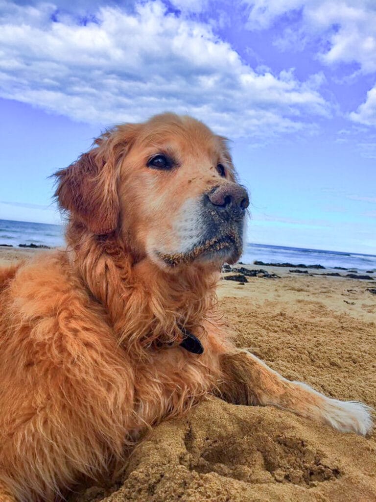 An Ode to My Adventure Family, Meg Law, dog, beach