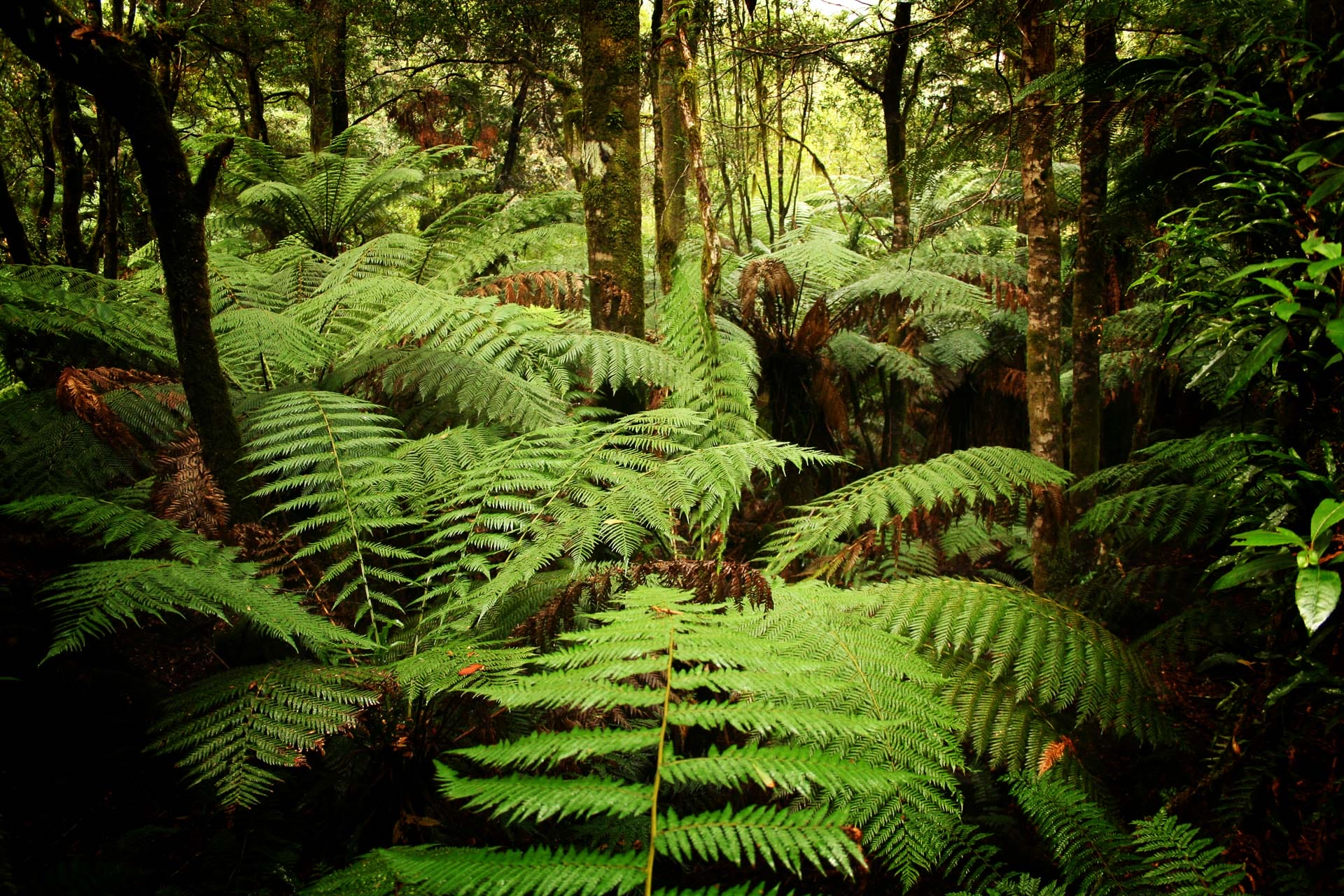 Tarkine Hike, Tasmania, ferns, waterfall