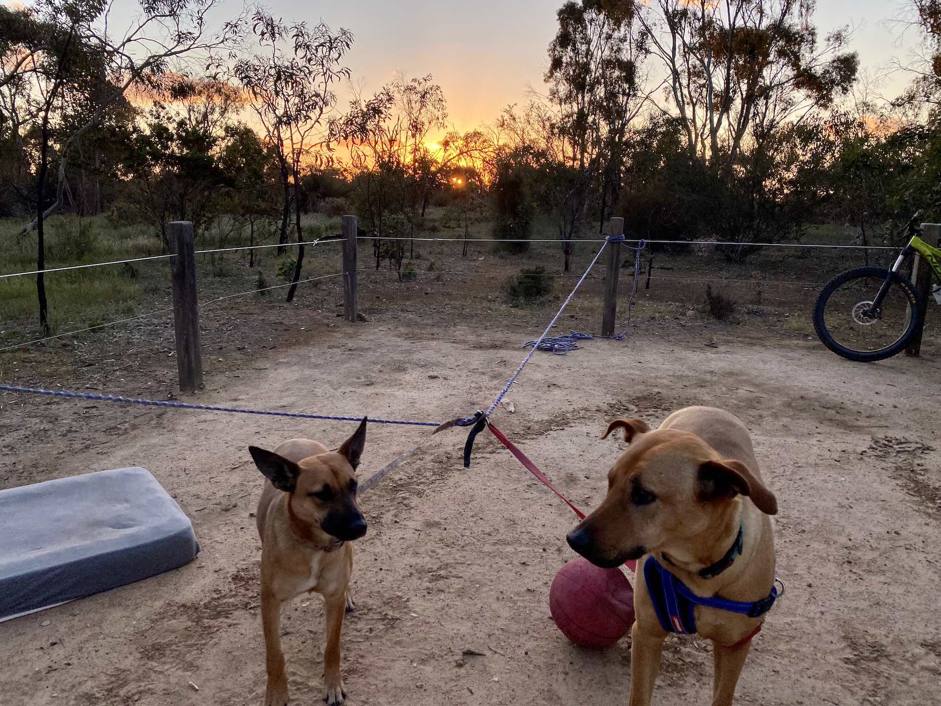 10 Best Dog Friendly Campsites in South Australia, Emily Scott, Parra Wirrra, dog, campsite, sunset, South Australia.